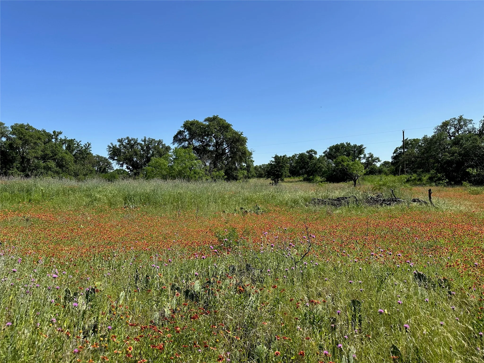 Expansive natural landscape featuring a field of wildflowers and mature trees under a clear sky