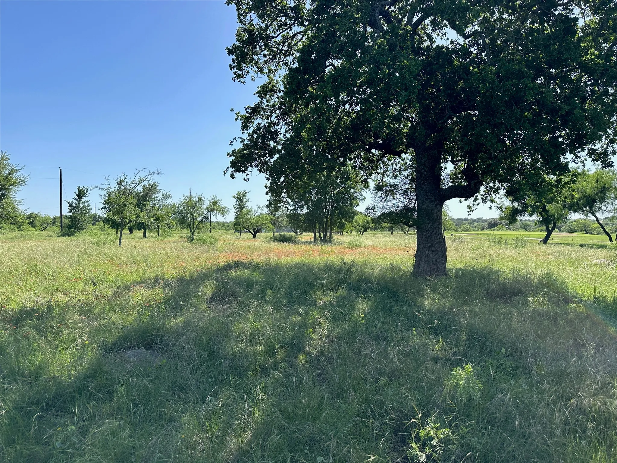 Expansive natural landscape featuring a mature oak tree, open grassy areas, and scattered smaller trees