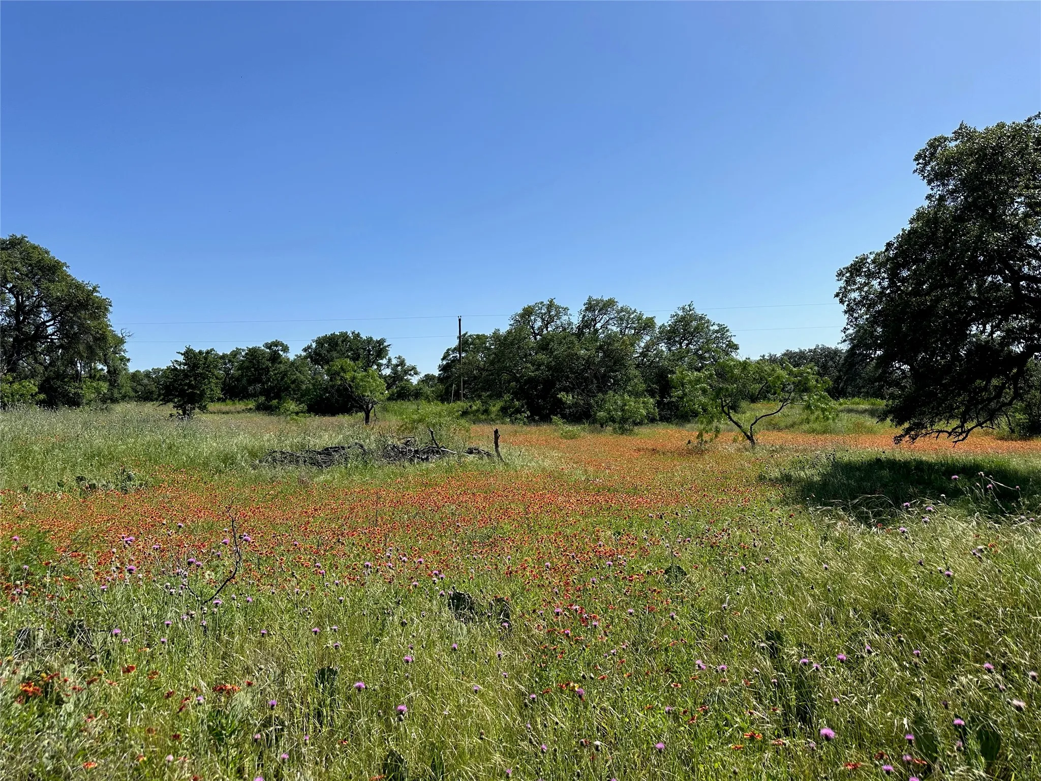 Expansive natural landscape with a vibrant field of red and purple wildflowers