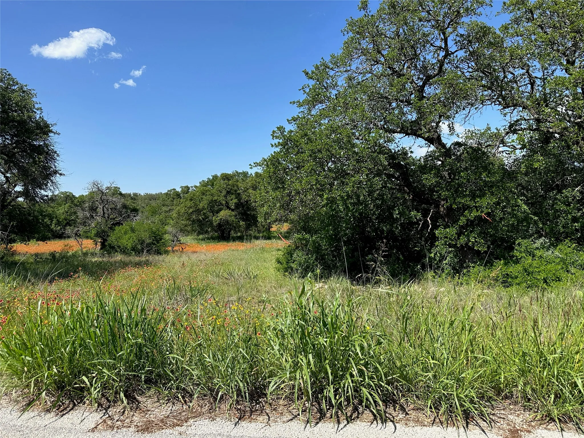 Expansive undeveloped land featuring mature trees and natural vegetation