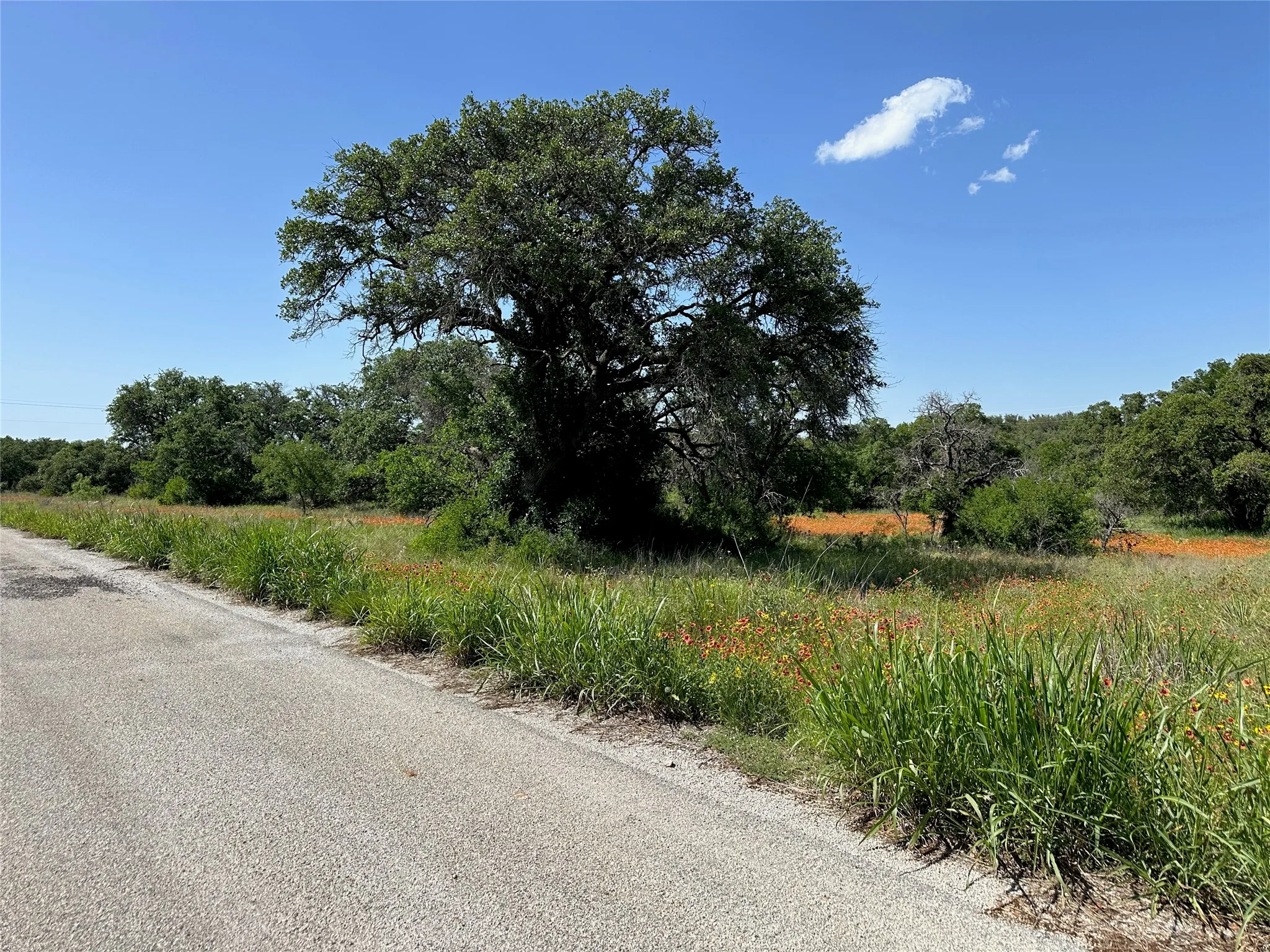 Expansive natural landscape featuring mature trees and vibrant wildflowers, bordering a paved roadway