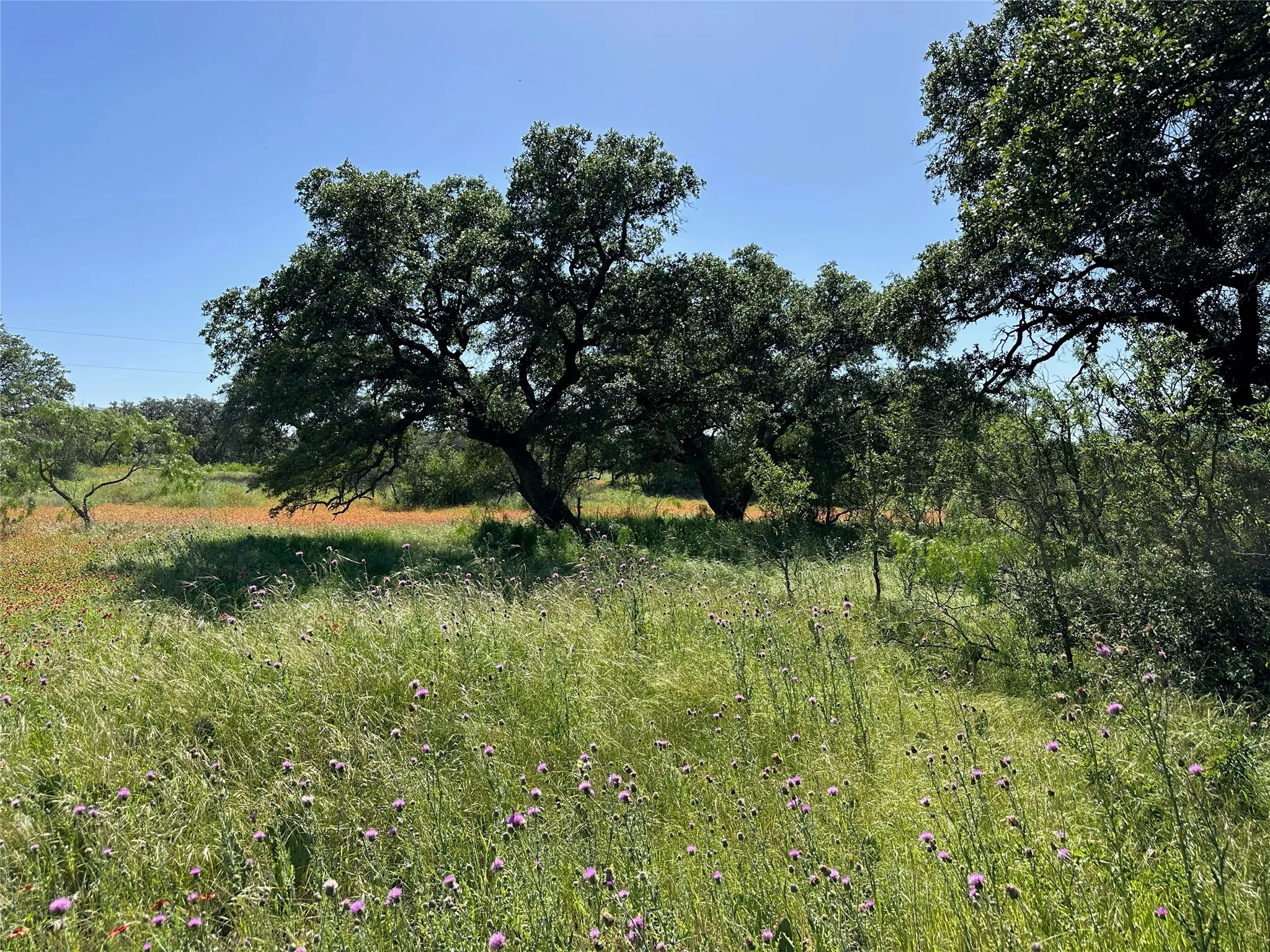 Expansive natural landscape with mature trees and a vibrant wildflower field