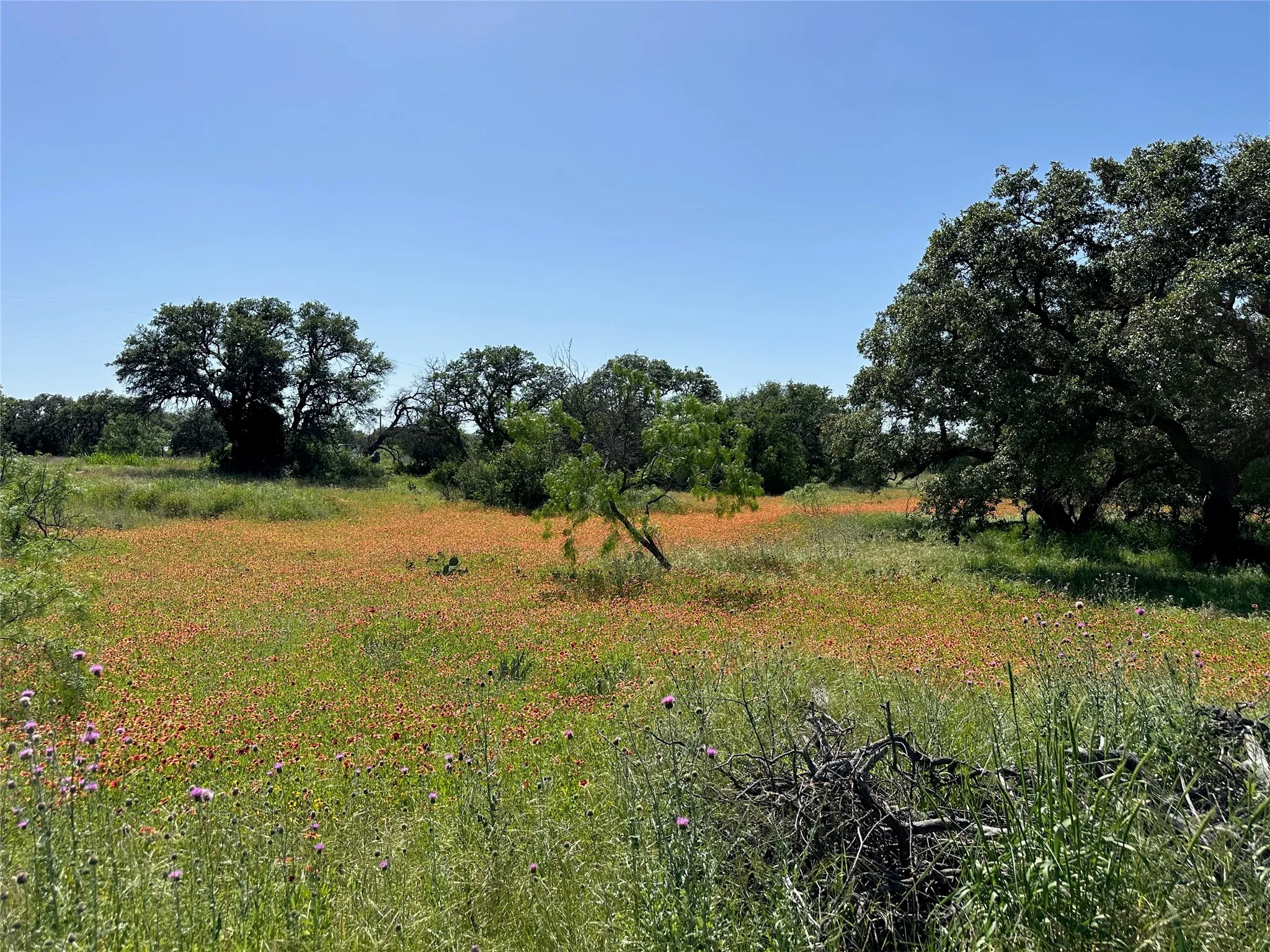 Expansive natural landscape featuring a field of wildflowers and mature trees
