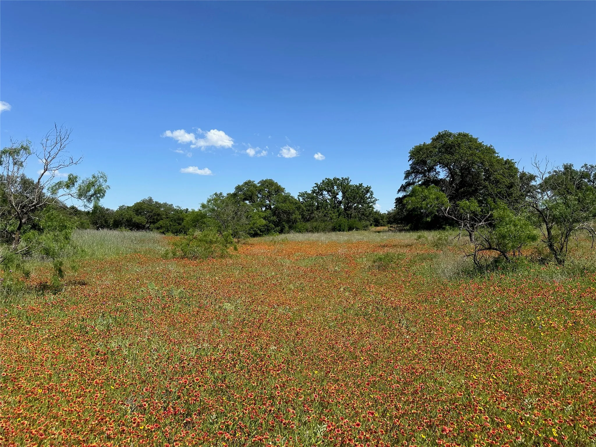 Expansive landscape featuring a field of red-orange wildflowers, mature trees, and natural vegetation under a clear blue sky