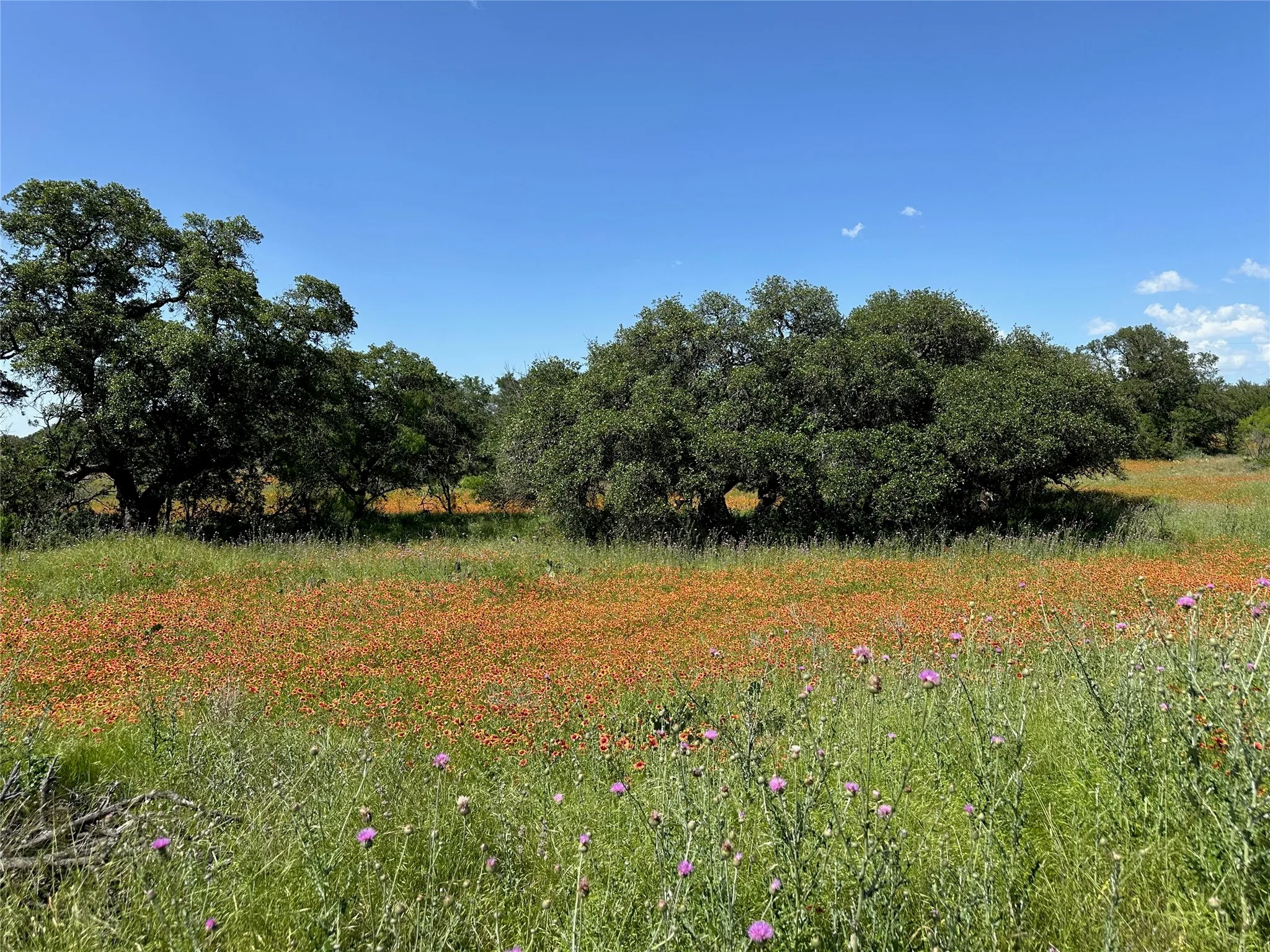 Expansive natural landscape with mature trees and a vibrant field of orange wildflowers