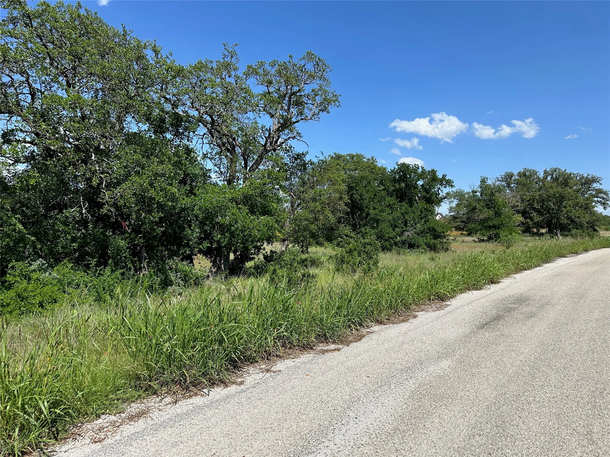 Paved road bordering a natural landscape with mature trees and native grasses