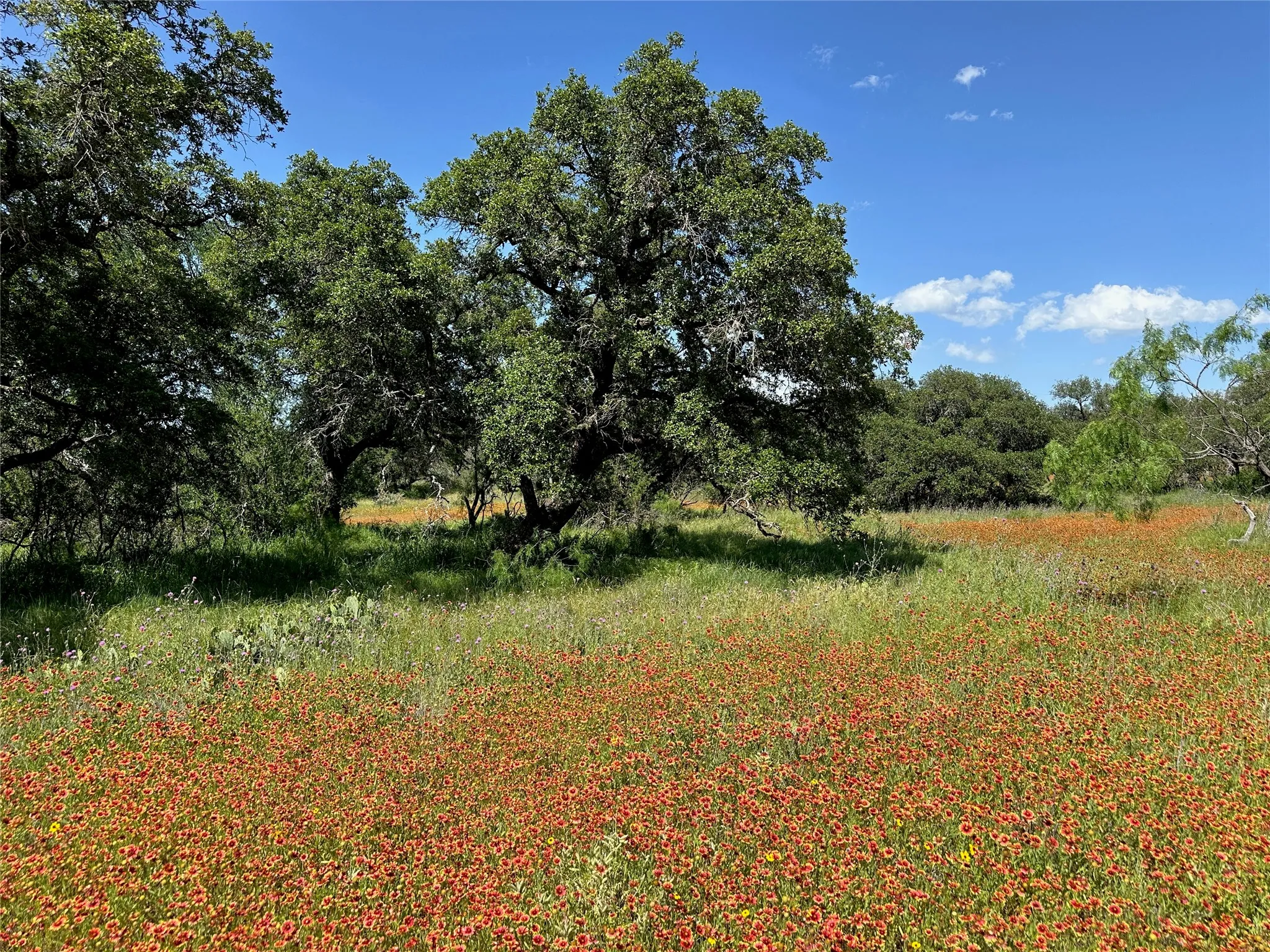 Expansive natural landscape featuring a field of vibrant orange and yellow wildflowers, mature trees, and varying green foliage under a clear blue sky