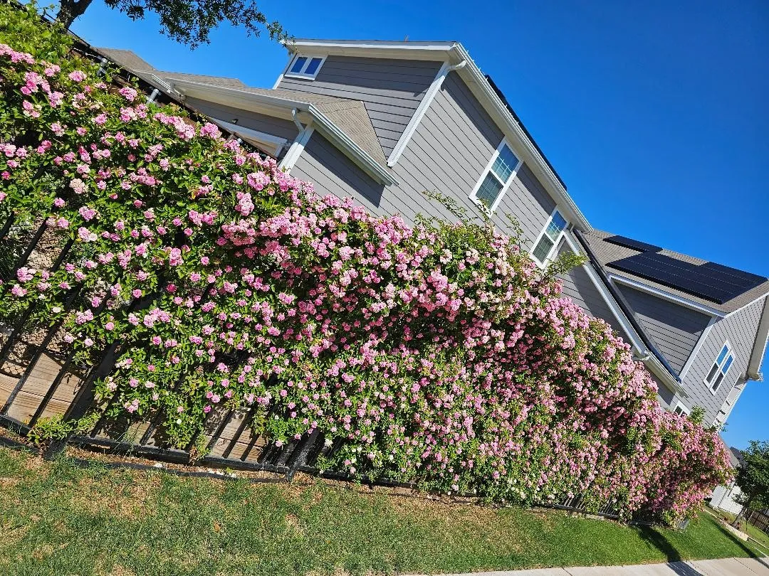 Single Family Residence For Sale in Dallas County , 3506 Betty Mews, Rowlett, Texas 75089, 5 Bedroom, 3 Bathroom, 2 Garage spaces, 2,653 Sqft, built in 2020, Preowned, mls#21260770, Real Estate Agent in Rowlett, Homes For Sale in Dallas county, Homes For Sale in Rowlett, Realtor in Rowlett Texas, Real Estate Brokerage Independent Realty Texas, Luminita Cordes Realtor