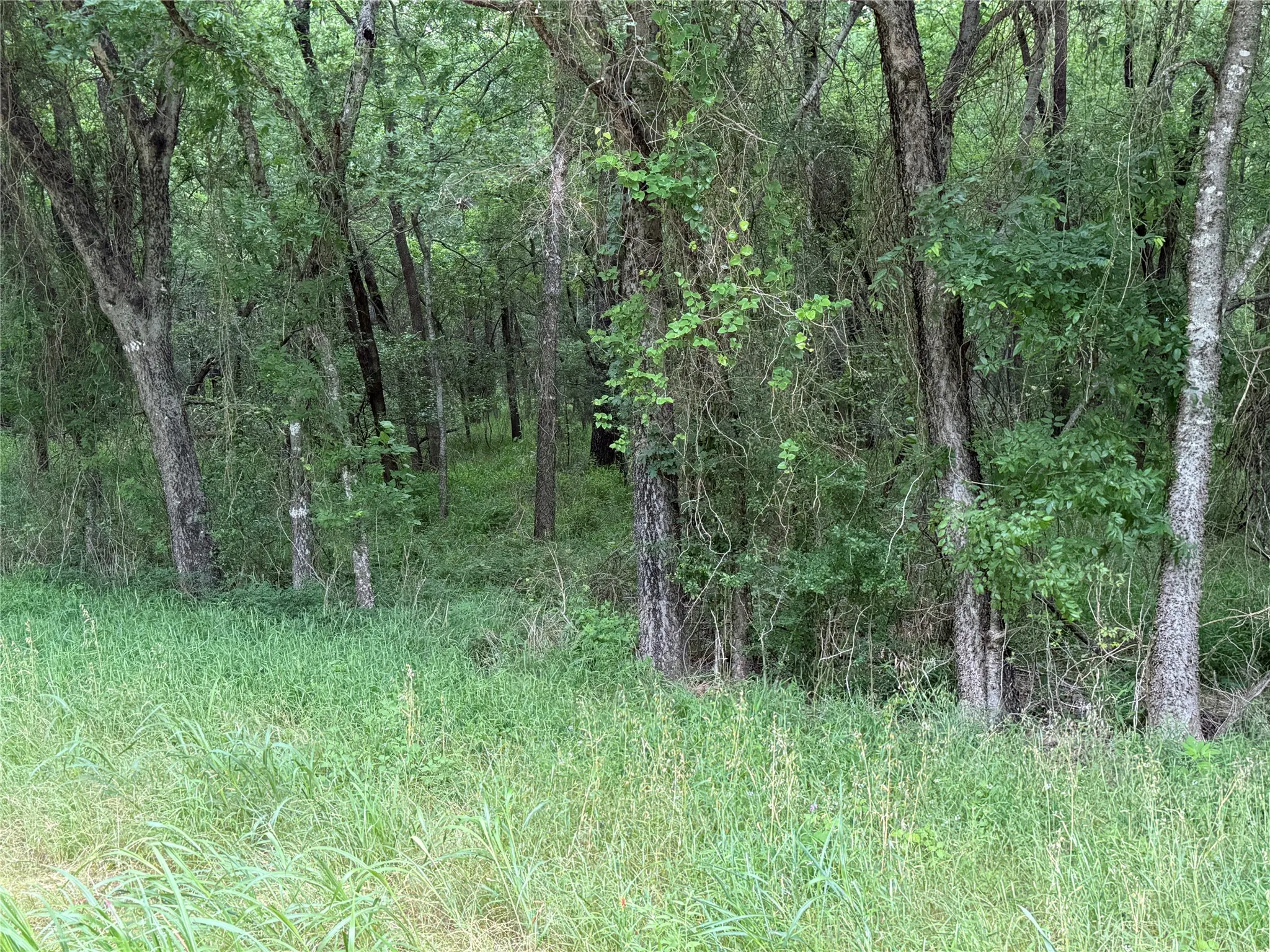 Unimproved Land For Sale in Navarro County , TBD 27 Acres FM 642, Purdon, Texas 76679, 0, 0, Garage spaces, 0 Sqft, built in 0, Price $240,000, mls#21257310, Real Estate Agent in Purdon, Homes For Sale in Navarro county, Homes For Sale in Purdon, Realtor in Purdon Texas, Real Estate Brokerage Independent Realty Texas, Luminita Cordes Realtor
