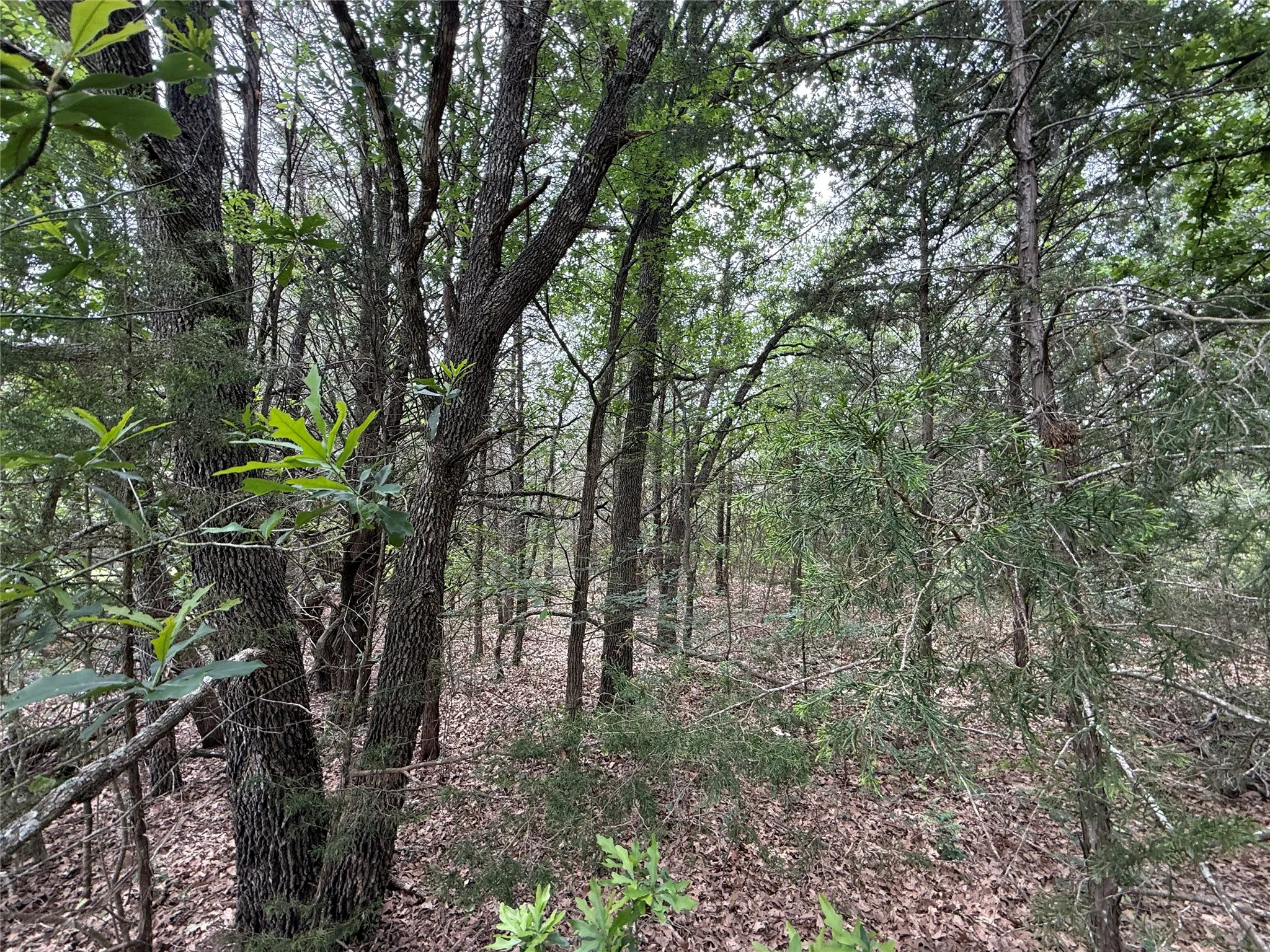 Unimproved Land For Sale in Navarro County , TBD 27 Acres FM 642, Purdon, Texas 76679, 0, 0, Garage spaces, 0 Sqft, built in 0, Price $240,000, mls#21257310, Real Estate Agent in Purdon, Homes For Sale in Navarro county, Homes For Sale in Purdon, Realtor in Purdon Texas, Real Estate Brokerage Independent Realty Texas, Luminita Cordes Realtor