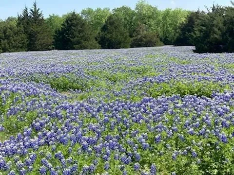 Beautiful native wildflowers cover much of the property.