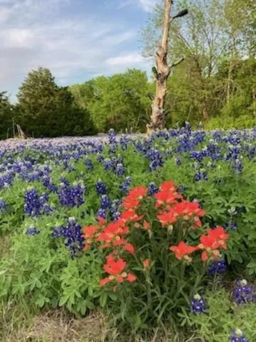 Beautiful native wildflowers cover much of the property.