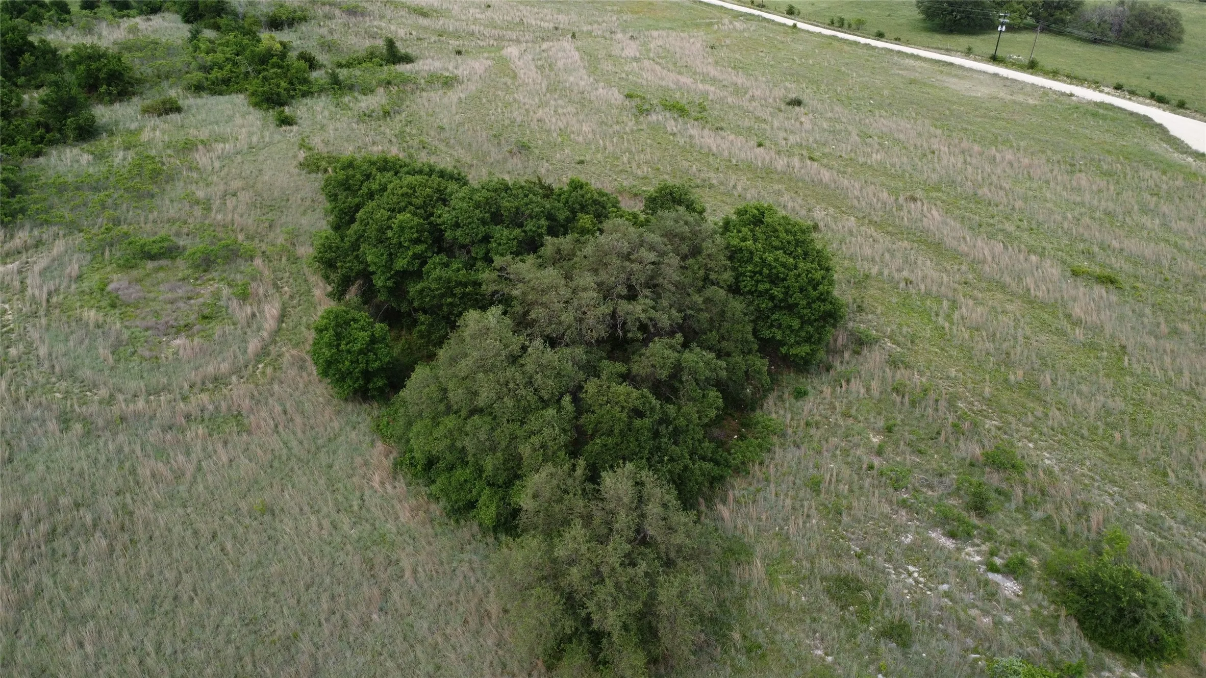 Back tree line