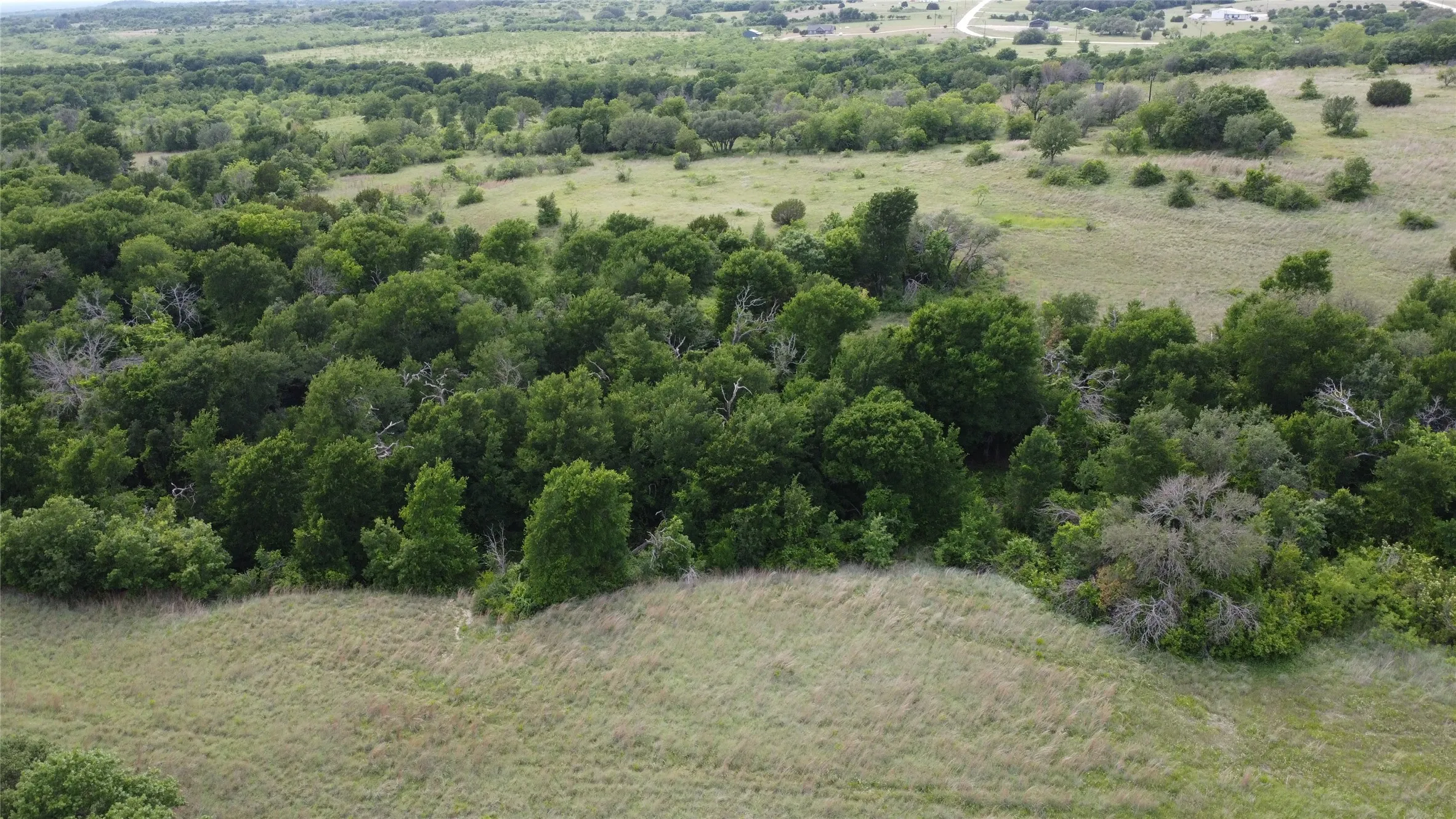 Back tree line