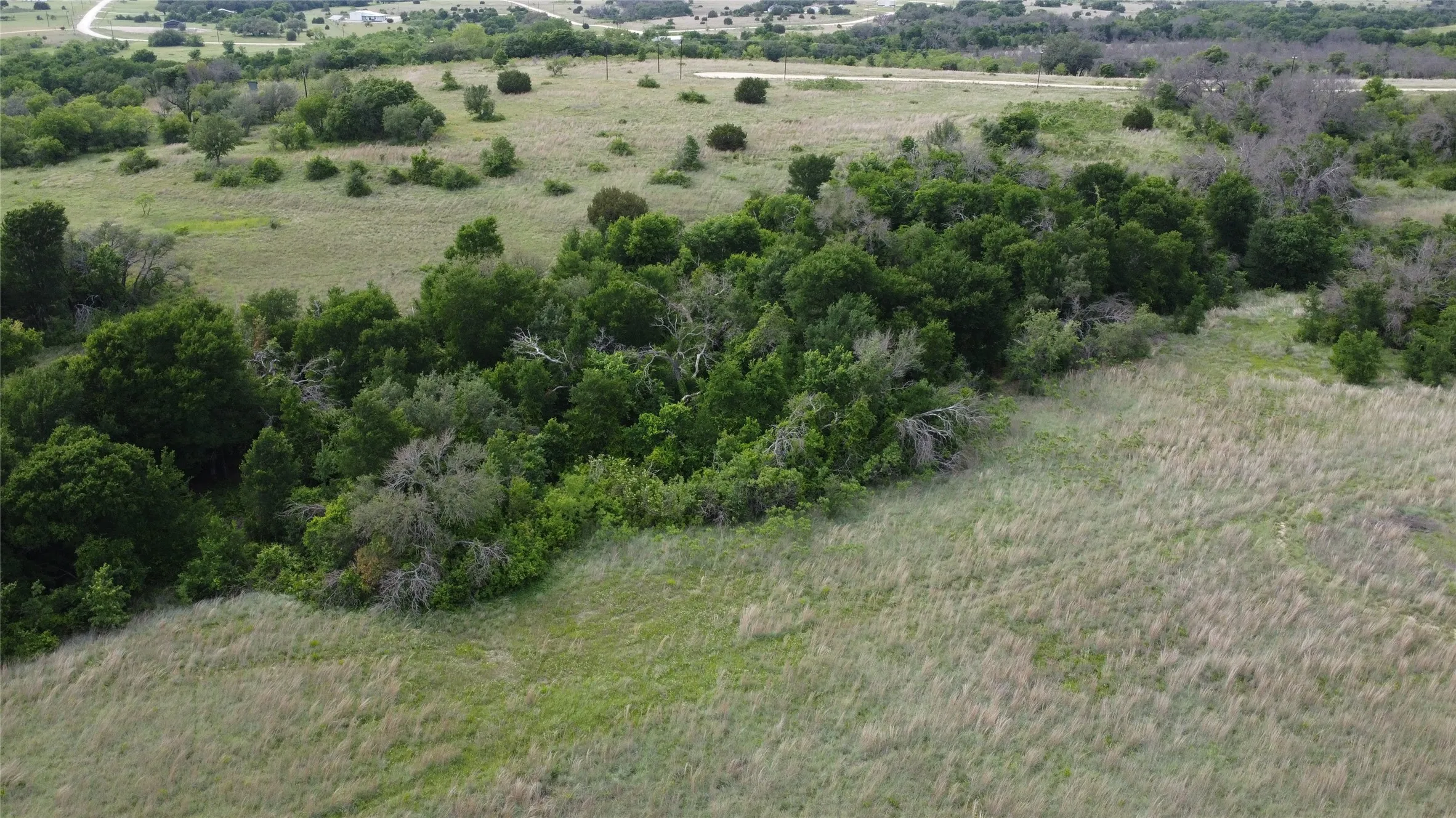 Back tree line