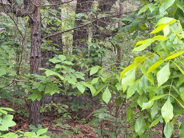 Unimproved Land For Sale in Wood County , TBA County Road 3824, Hawkins, Texas 75765, 0, 0, Garage spaces, 0 Sqft, built in 0, Price $998,500, mls#21261380, Real Estate Agent in Hawkins, Homes For Sale in Wood county, Homes For Sale in Hawkins, Realtor in Hawkins Texas, Real Estate Brokerage Independent Realty Texas, Luminita Cordes Realtor