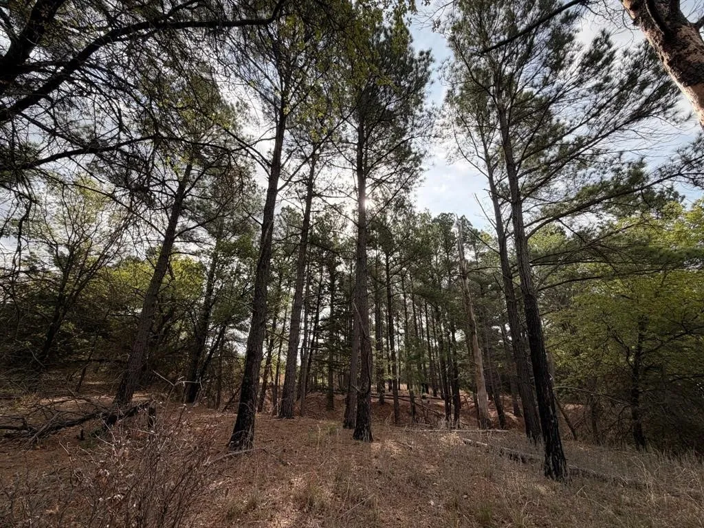 Pines at back of property