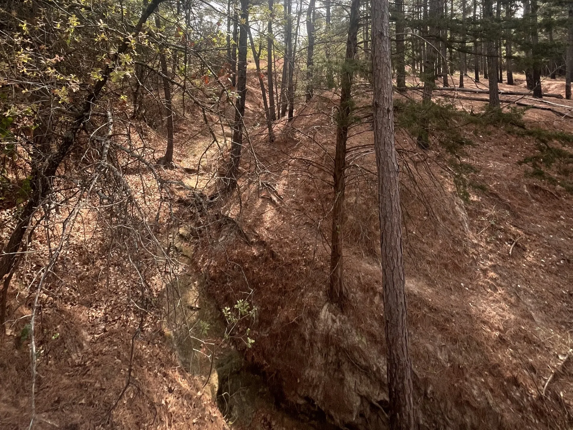 Natural Spring amongst the Pines at the back of the property