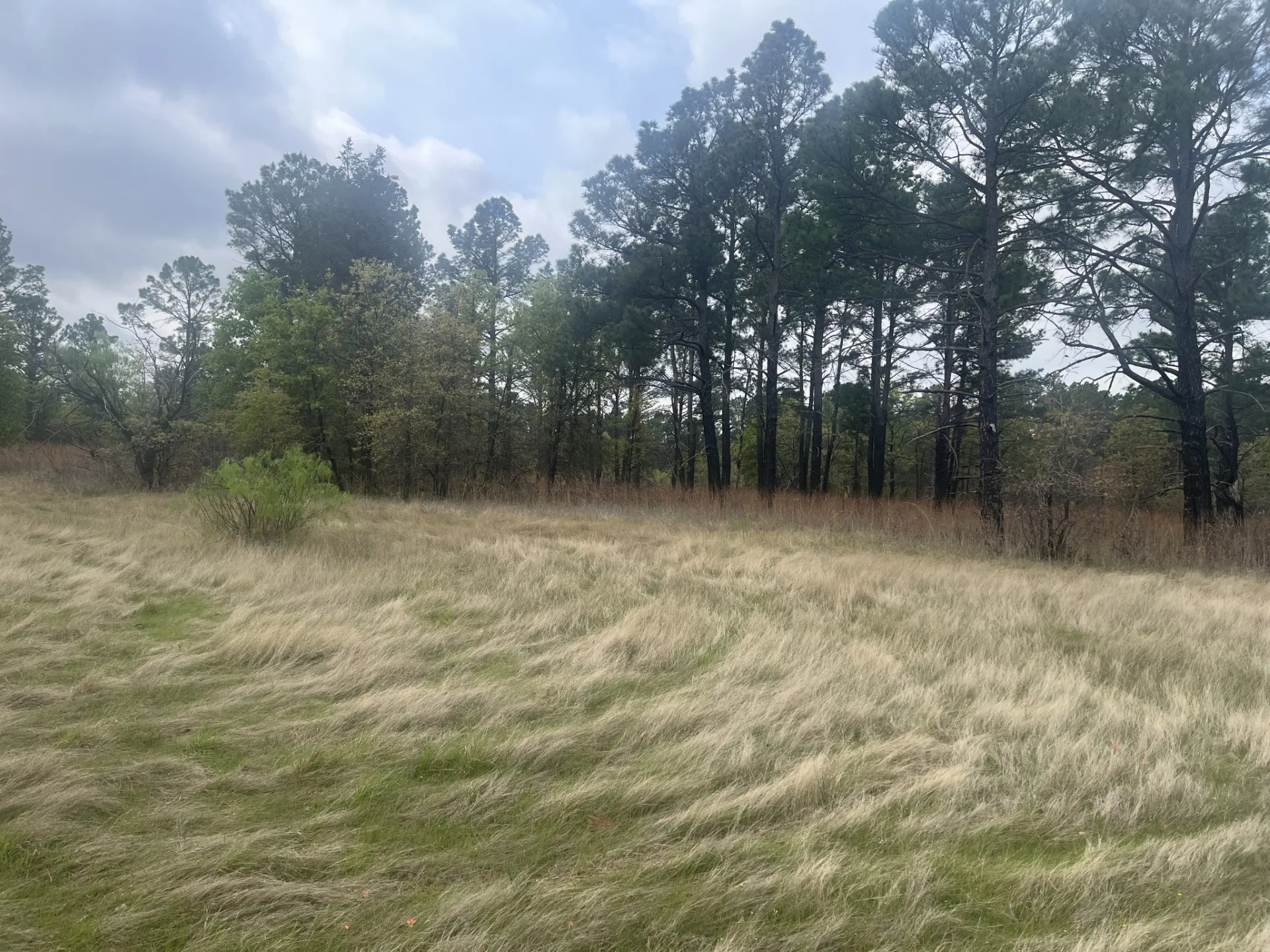 Coastal Pasture