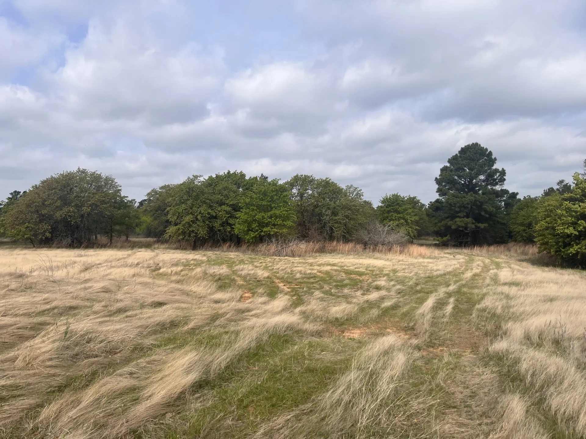 Coastal Pasture