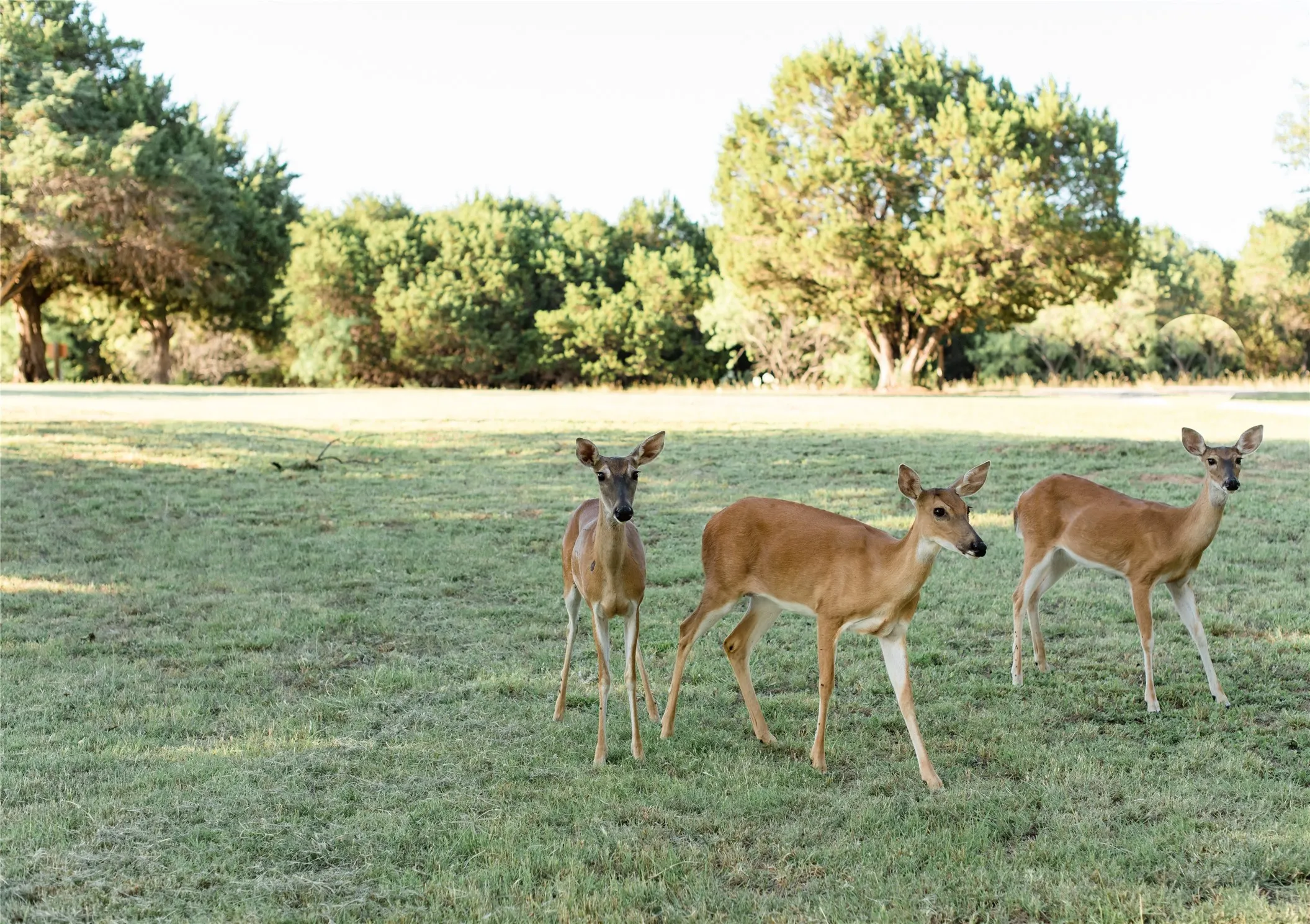Single Family Residence For Sale in Palo Pinto County , 2037 Harris Drive, Graford, Texas 76449, 2 Bedrooms, 1 Bathroom, Garage spaces, 1,208 Sqft, built in 0, Preowned, Price $790,000, mls#21258836, Real Estate Agent in Graford, Homes For Sale in Palo Pinto county, Homes For Sale in Graford, Realtor in Graford Texas, Real Estate Brokerage Independent Realty Texas, Luminita Cordes Realtor