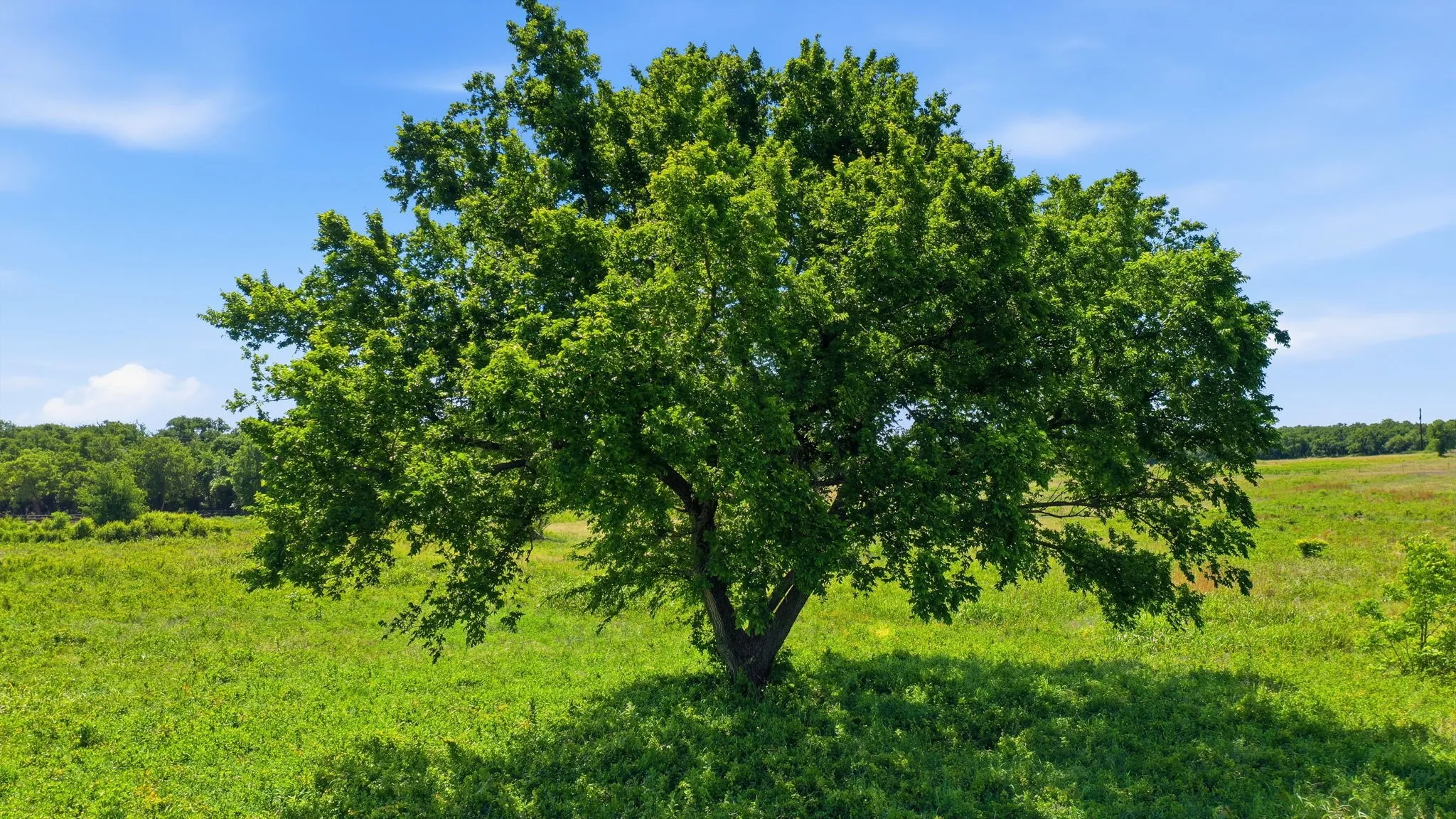 Unimproved Land For Sale in Jack County , 633 N Stallion Meadows Drive, Perrin, Texas 76486, 0, 0, Garage spaces, 0 Sqft, built in 0, mls#21262057, Real Estate Agent in Perrin, Homes For Sale in Jack county, Homes For Sale in Perrin, Realtor in Perrin Texas, Real Estate Brokerage Independent Realty Texas, Luminita Cordes Realtor