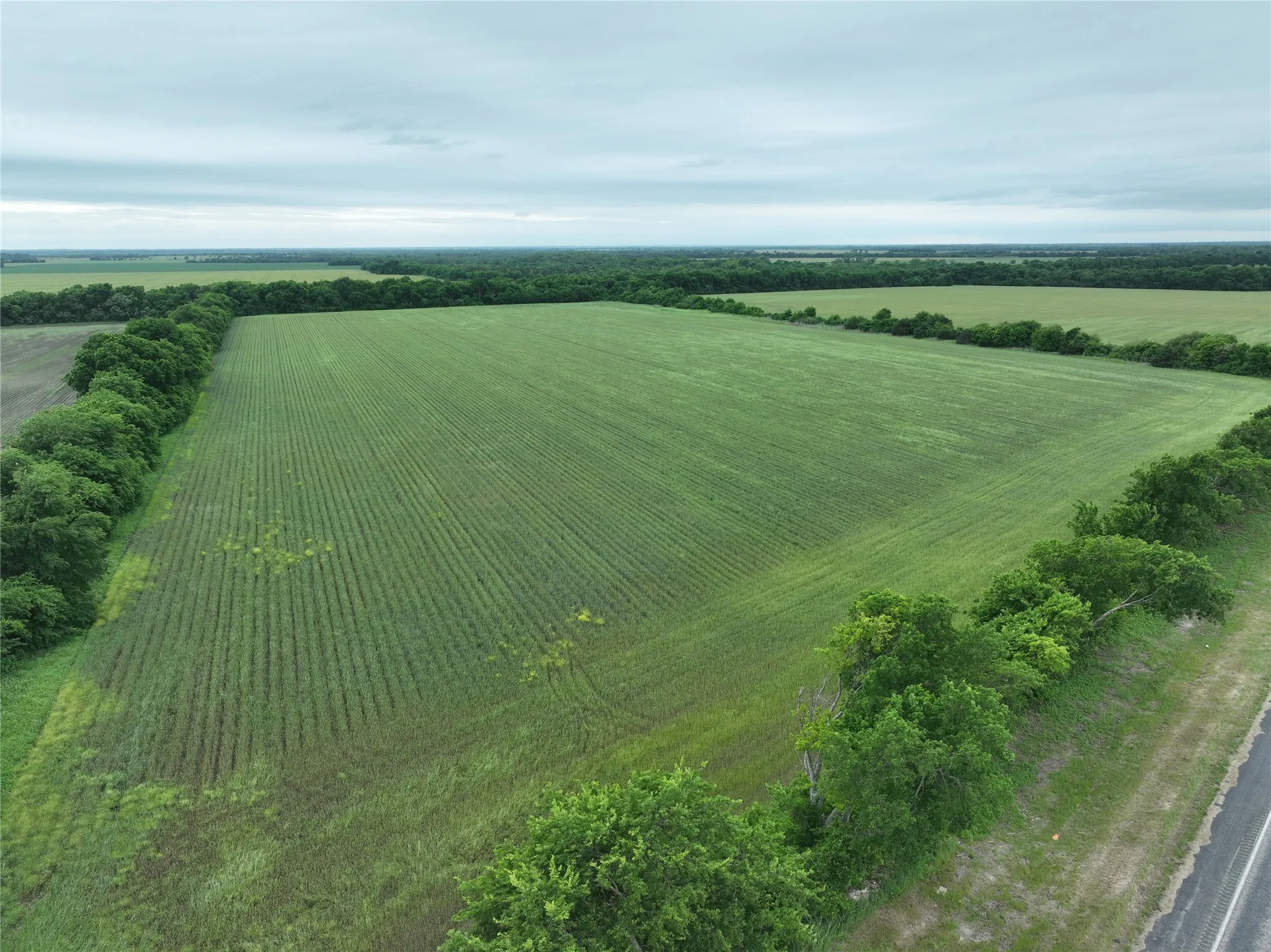 Expansive agricultural land featuring cultivated rows, a bordering tree line, and paved road frontage