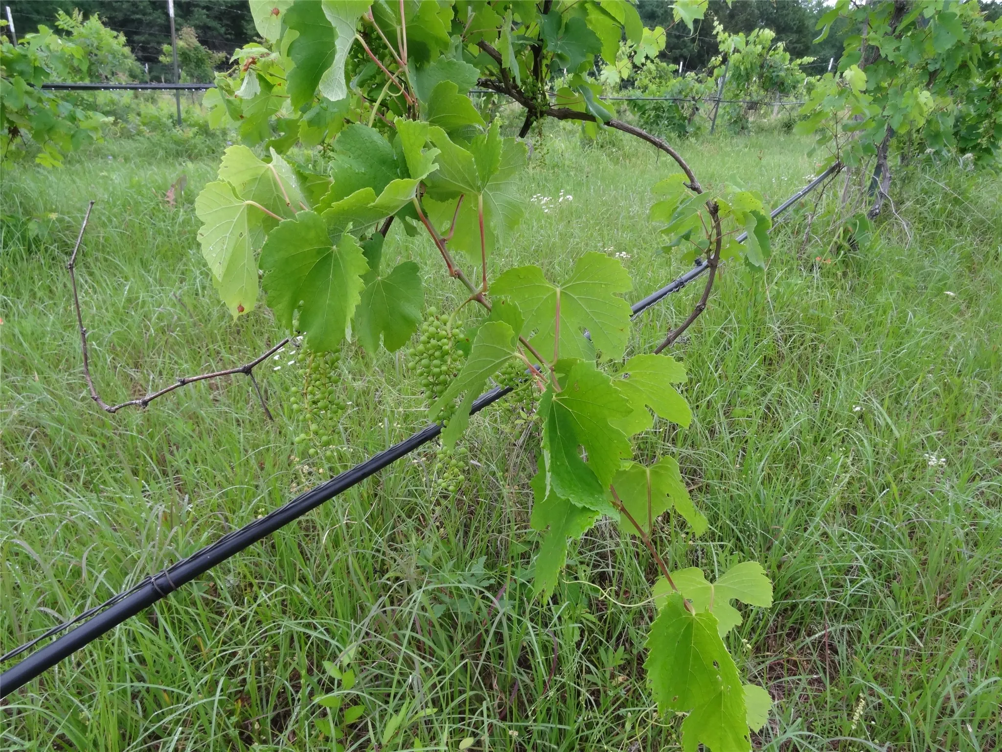 Spring grapes on the vine.