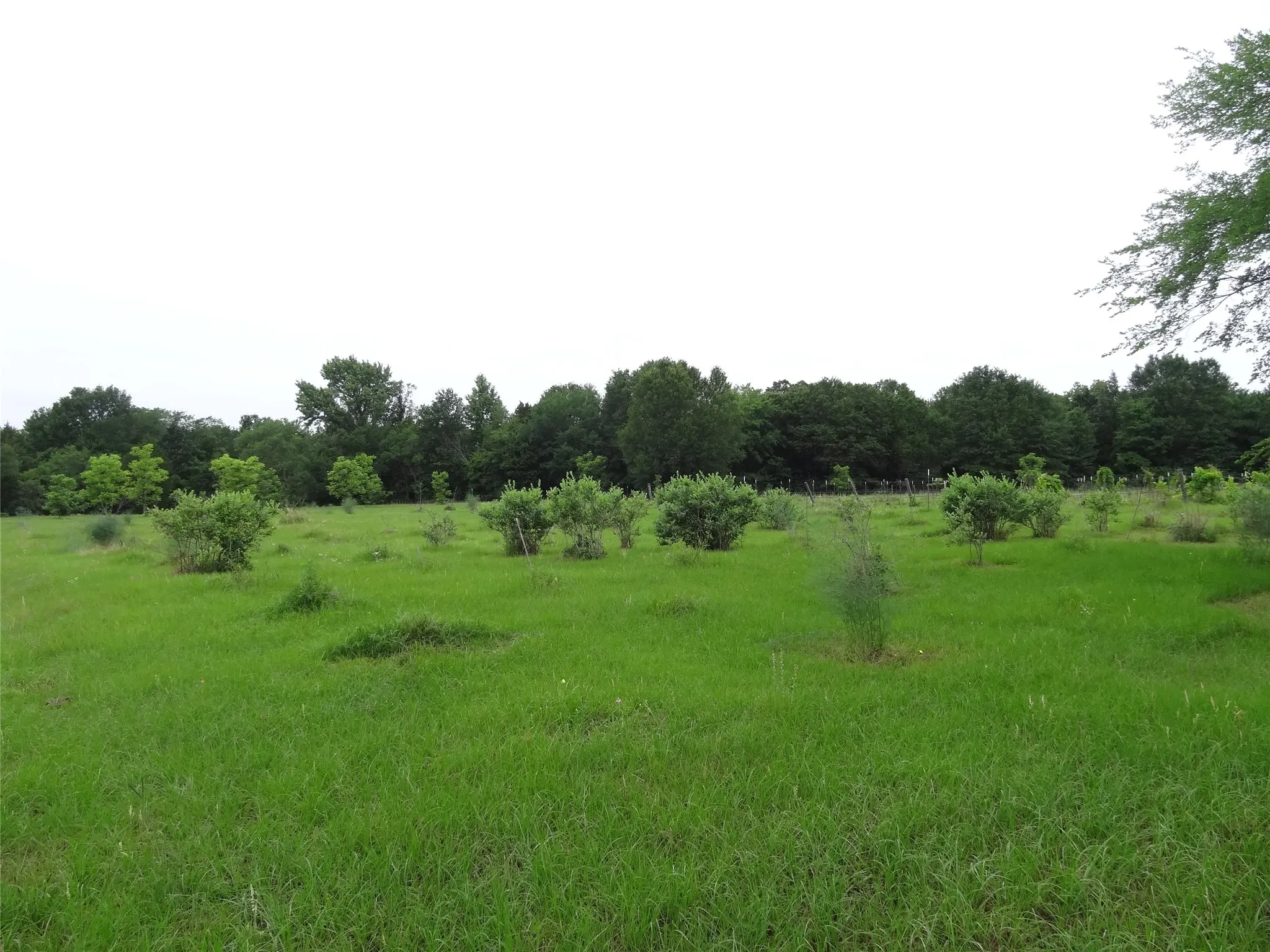 Blueberry patch