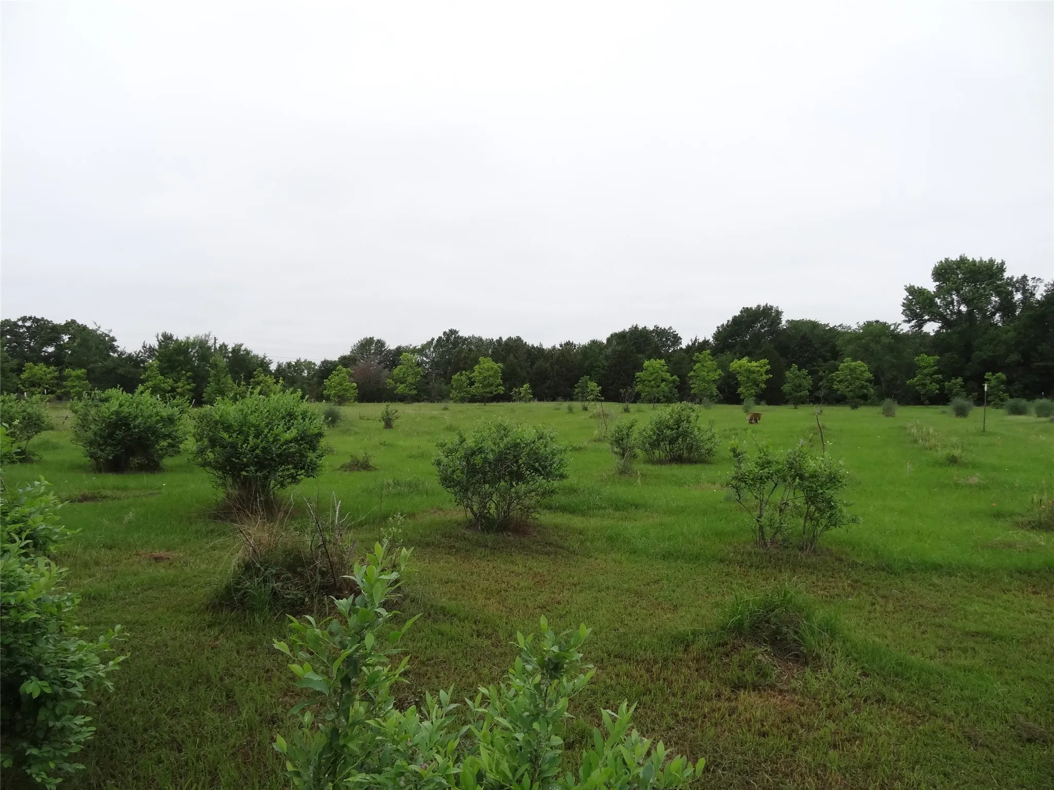 Blueberry patch