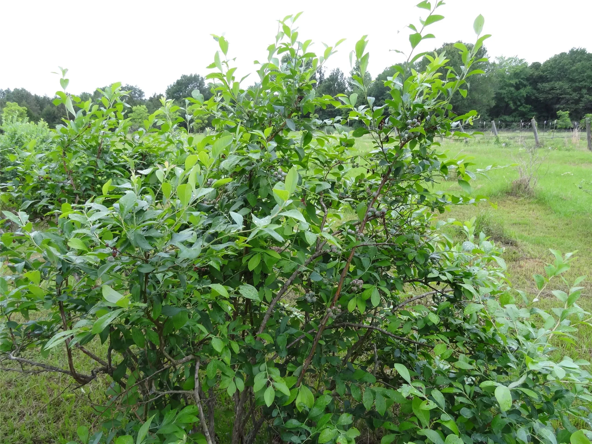 Fresh blueberries!
