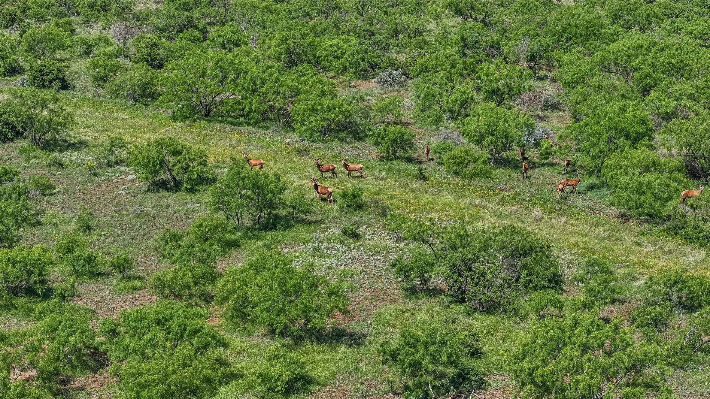 Improved Land For Sale in Mc Culloch County , 6025 FM 504, Lohn, Texas 76852, 0, 0, Garage spaces, 0 Sqft, built in 0, Price $1,911,206, mls#21258699, Real Estate Agent in Lohn, Homes For Sale in Mc Culloch county, Homes For Sale in Lohn, Realtor in Lohn Texas, Real Estate Brokerage Independent Realty Texas, Luminita Cordes Realtor