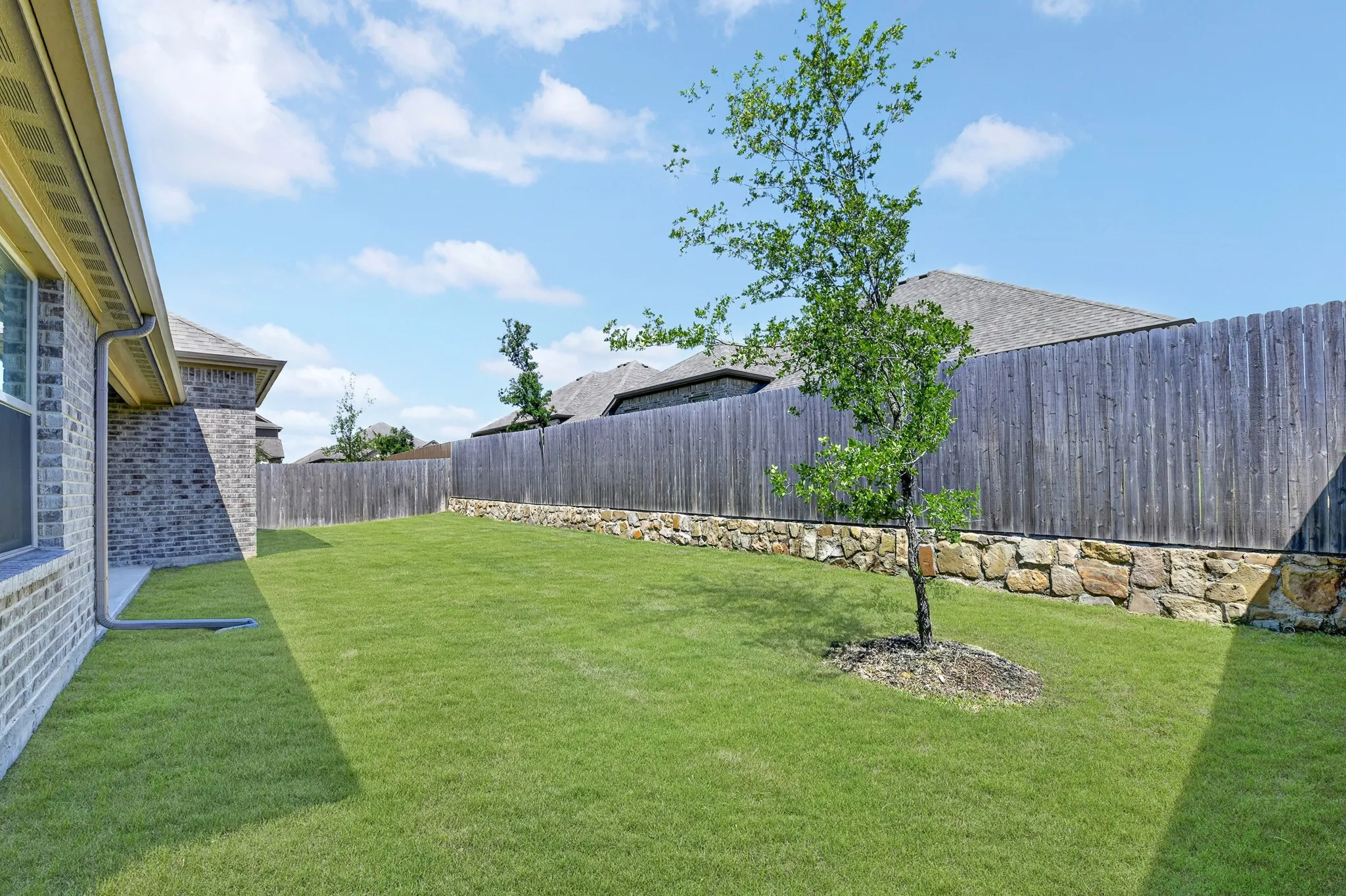 Expansive grassy yard featuring a young tree and a wooden privacy fence