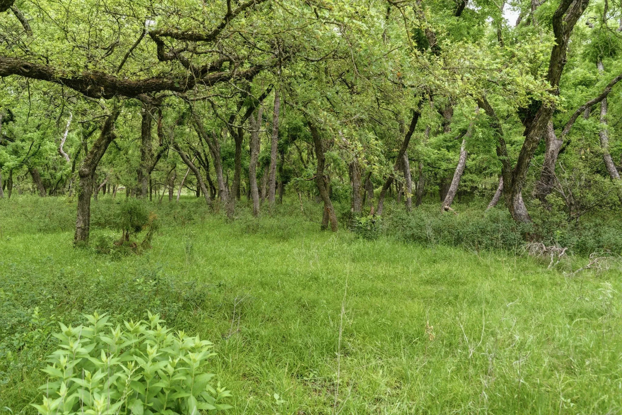 Ranch For Sale in Jack County , TBD Old Postoak Road, Bowie, Texas 76230, 0, 0, Garage spaces, 0 Sqft, built in 2010, mls#21260910, Real Estate Agent in Bowie, Homes For Sale in Jack county, Homes For Sale in Bowie, Realtor in Bowie Texas, Real Estate Brokerage Independent Realty Texas, Luminita Cordes Realtor