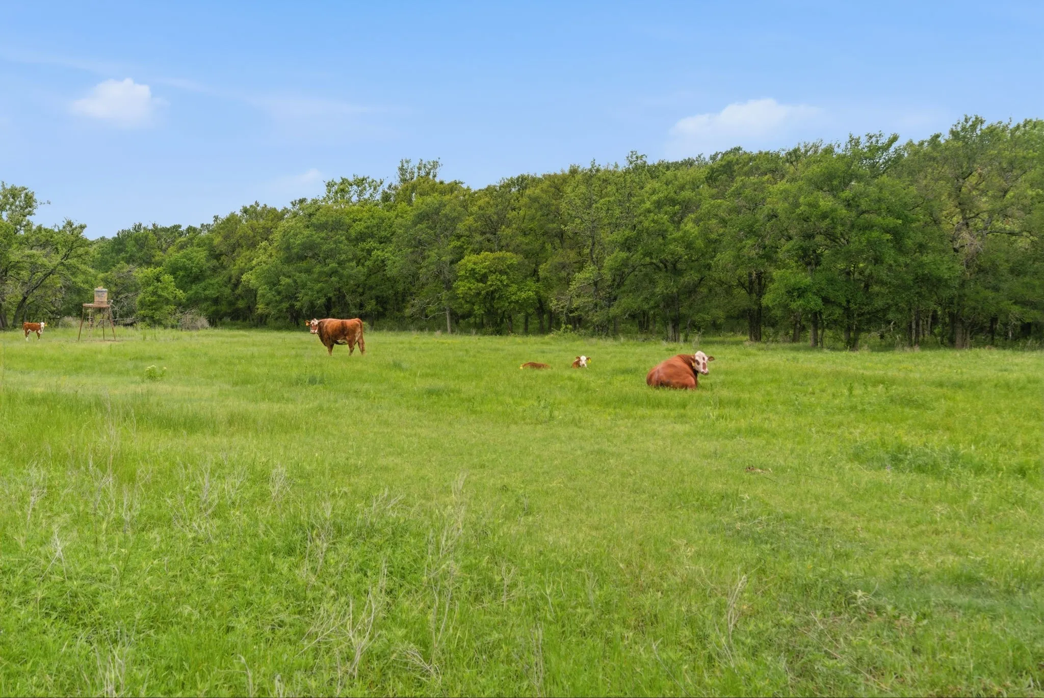 Ranch For Sale in Jack County , TBD Old Postoak Road, Bowie, Texas 76230, 0, 0, Garage spaces, 0 Sqft, built in 2010, mls#21260910, Real Estate Agent in Bowie, Homes For Sale in Jack county, Homes For Sale in Bowie, Realtor in Bowie Texas, Real Estate Brokerage Independent Realty Texas, Luminita Cordes Realtor