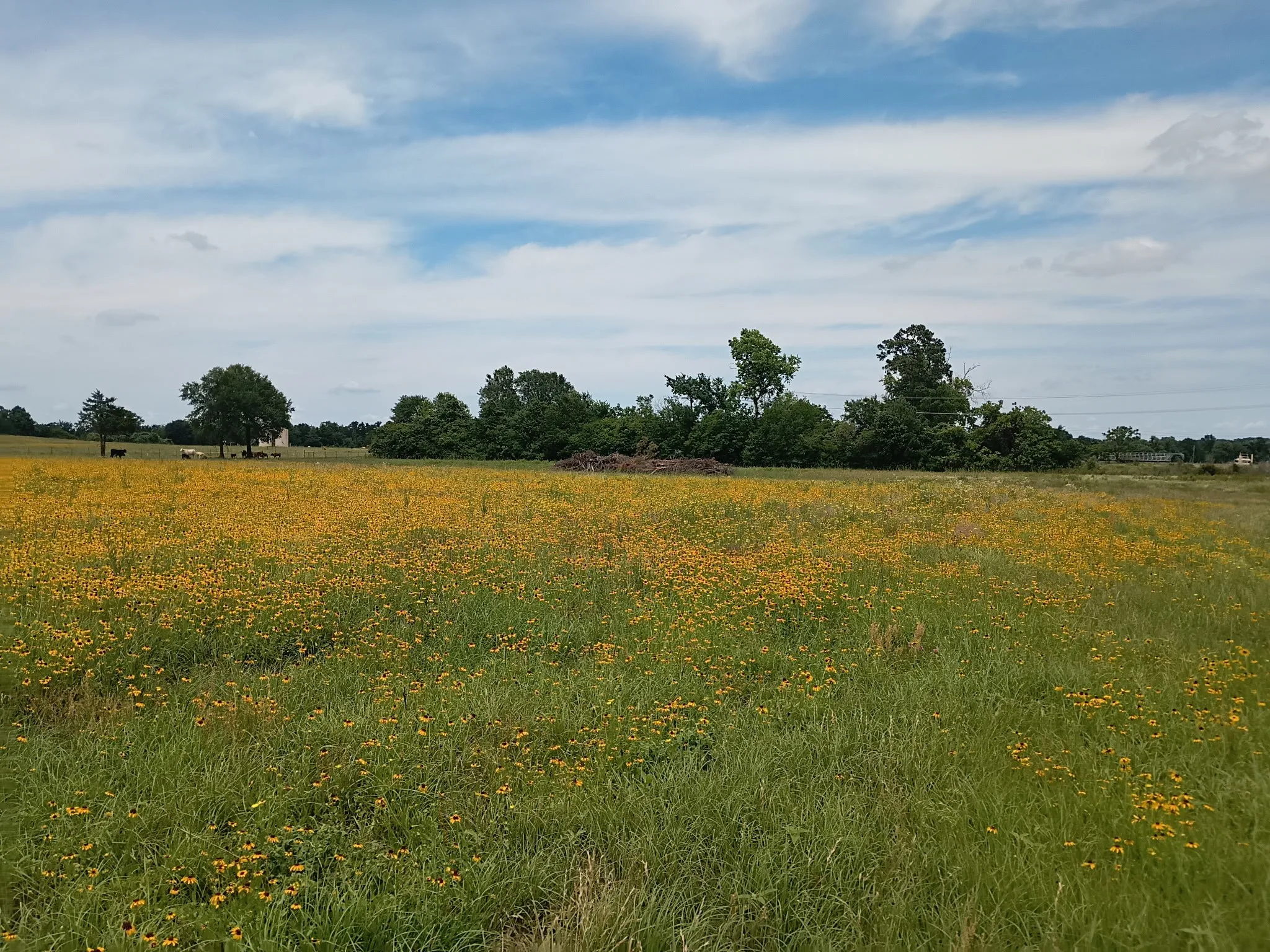Unimproved Land For Sale in Limestone County , 35 AC FM 1512, Donie, Texas 75838, 0, 0, Garage spaces, 0 Sqft, built in 0, Price $359,000, mls#21261176, Real Estate Agent in Donie, Homes For Sale in Limestone county, Homes For Sale in Donie, Realtor in Donie Texas, Real Estate Brokerage Independent Realty Texas, Luminita Cordes Realtor