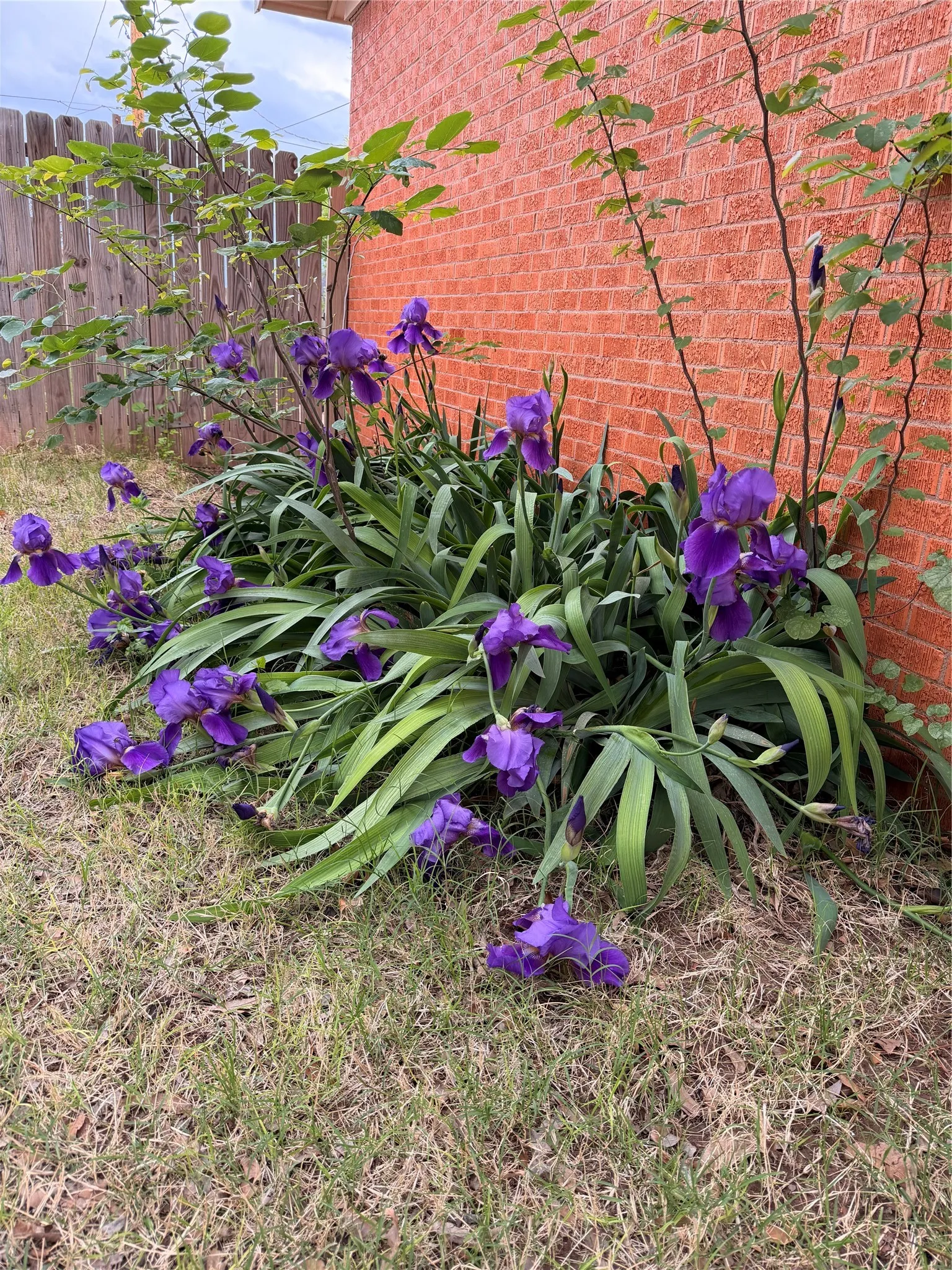 Vibrant purple irises bordering a brick exterior wall