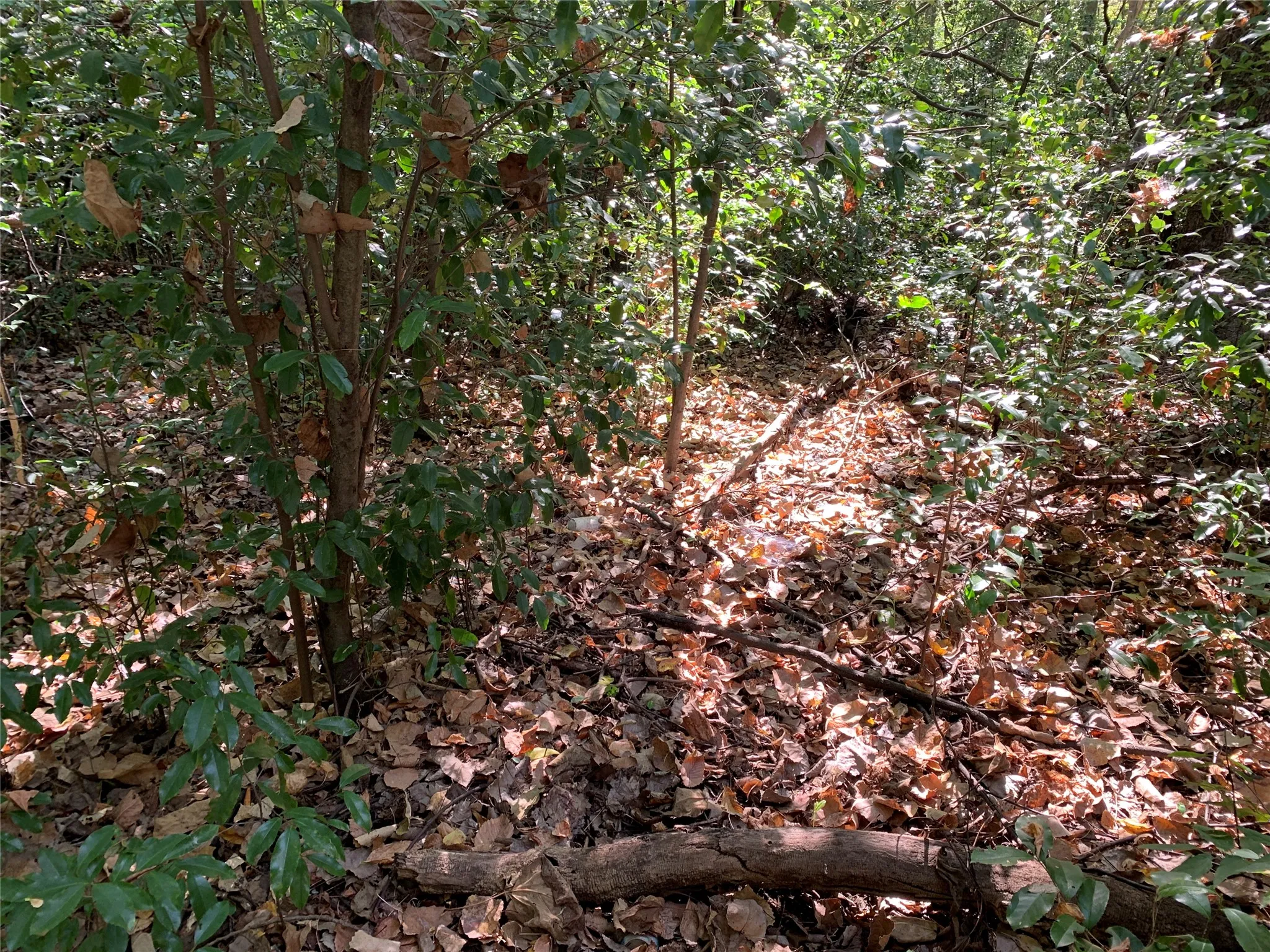 Unimproved Land For Sale in Henderson County , 516 Chase Street, Athens, Texas 75751, 0, 0, Garage spaces, 0 Sqft, built in 0, mls#21263069, Real Estate Agent in Athens, Homes For Sale in Henderson county, Homes For Sale in Athens, Realtor in Athens Texas, Real Estate Brokerage Independent Realty Texas, Luminita Cordes Realtor