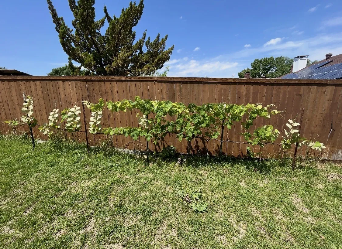 . Beyond the fence, a grapevine produces edible seedless grapes