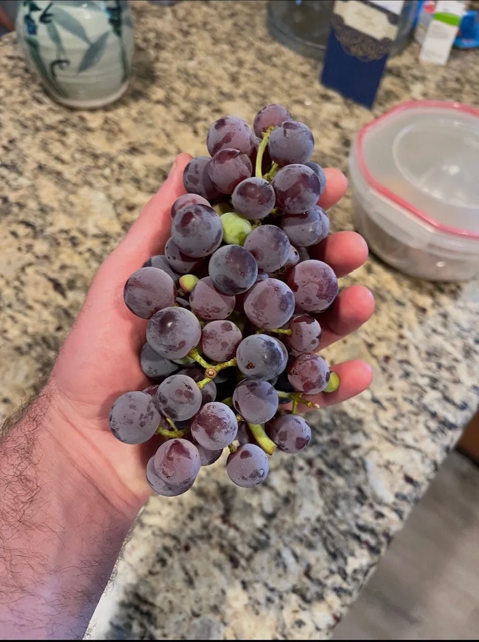 These edible, seedless red grapes are growing on a vine outside the fence on the property on a grapevine trellis.