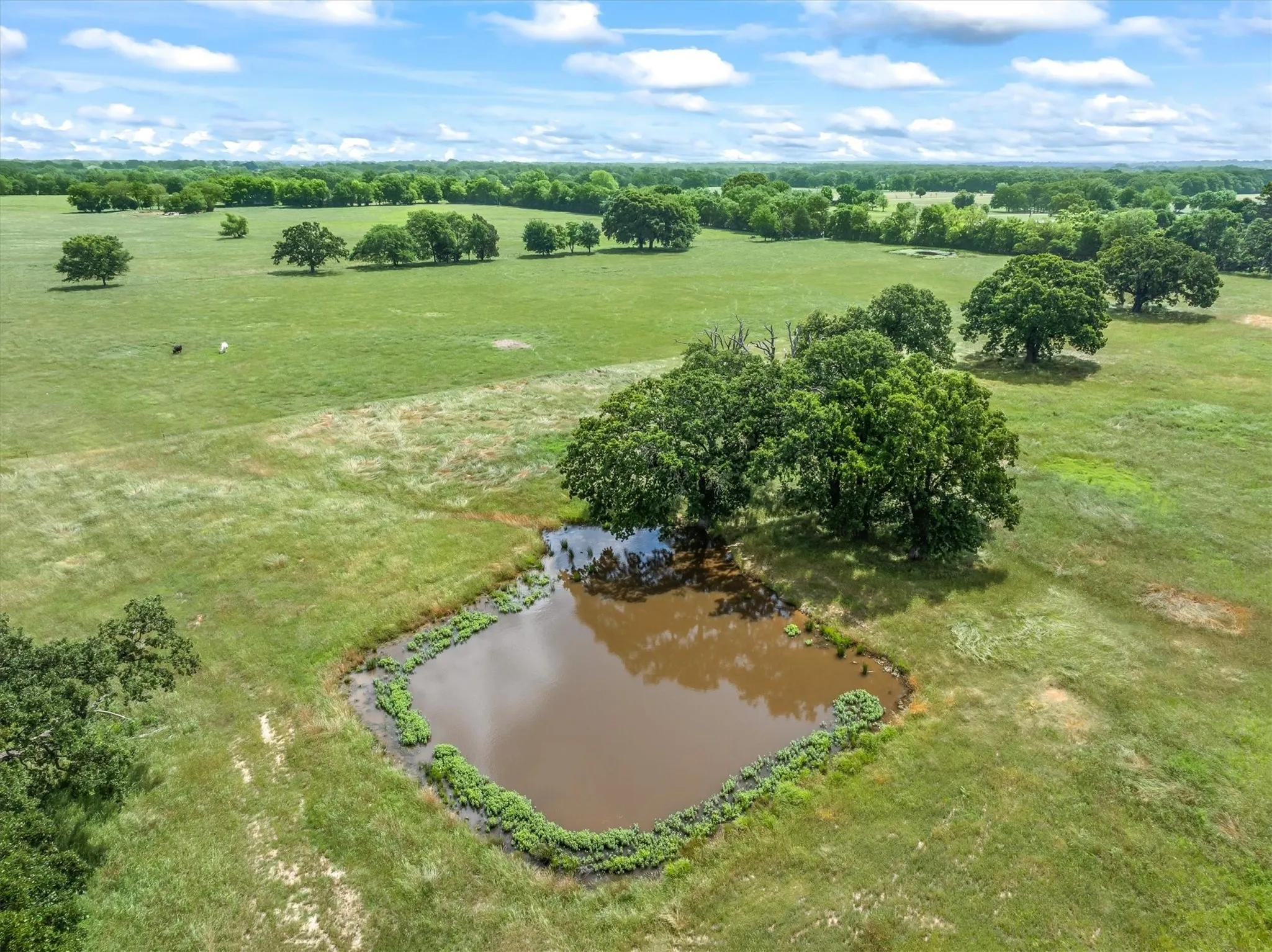 Unimproved Land For Sale in Van Zandt County , TBD FM-1395, Edgewood, Texas 75117, 0, 0, Garage spaces, 0 Sqft, built in 0, Price $279,000, mls#21263690, Real Estate Agent in Edgewood, Homes For Sale in Van Zandt county, Homes For Sale in Edgewood, Realtor in Edgewood Texas, Real Estate Brokerage Independent Realty Texas, Luminita Cordes Realtor