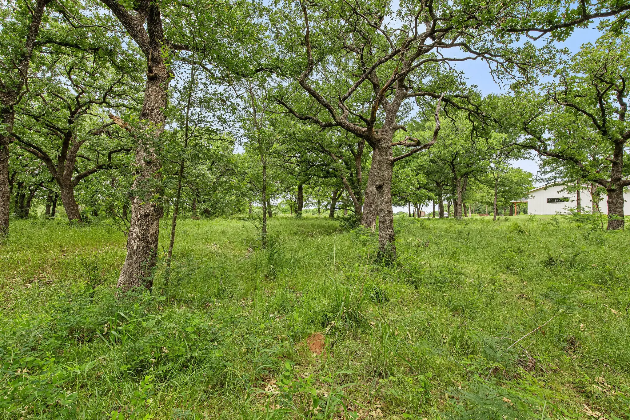 Unimproved Land For Sale in Wise County , 1999 Sunflower Road, Paradise, Texas 76073, 0, 0, Garage spaces, 0 Sqft, built in 0, Price $120,000, mls#21262464, Real Estate Agent in Paradise, Homes For Sale in Wise county, Homes For Sale in Paradise, Realtor in Paradise Texas, Real Estate Brokerage Independent Realty Texas, Luminita Cordes Realtor
