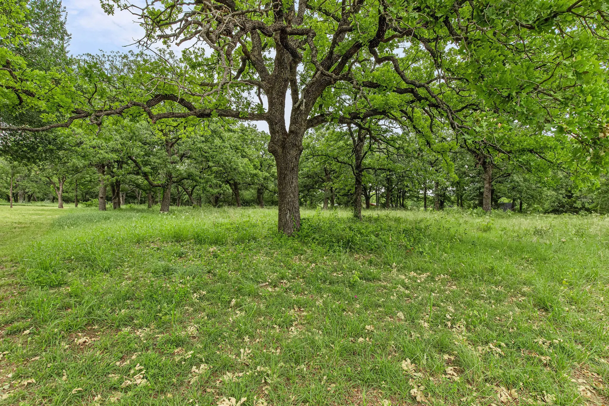 Unimproved Land For Sale in Wise County , 1999 Sunflower Road, Paradise, Texas 76073, 0, 0, Garage spaces, 0 Sqft, built in 0, Price $120,000, mls#21262464, Real Estate Agent in Paradise, Homes For Sale in Wise county, Homes For Sale in Paradise, Realtor in Paradise Texas, Real Estate Brokerage Independent Realty Texas, Luminita Cordes Realtor