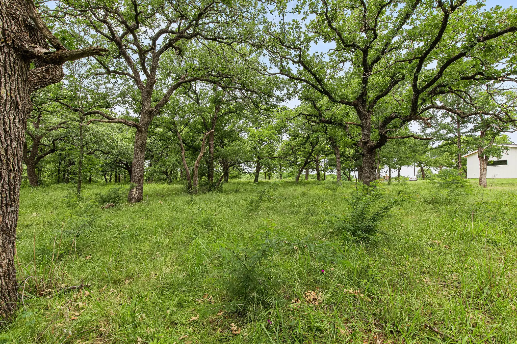 Unimproved Land For Sale in Wise County , 1999 Sunflower Road, Paradise, Texas 76073, 0, 0, Garage spaces, 0 Sqft, built in 0, Price $120,000, mls#21262464, Real Estate Agent in Paradise, Homes For Sale in Wise county, Homes For Sale in Paradise, Realtor in Paradise Texas, Real Estate Brokerage Independent Realty Texas, Luminita Cordes Realtor