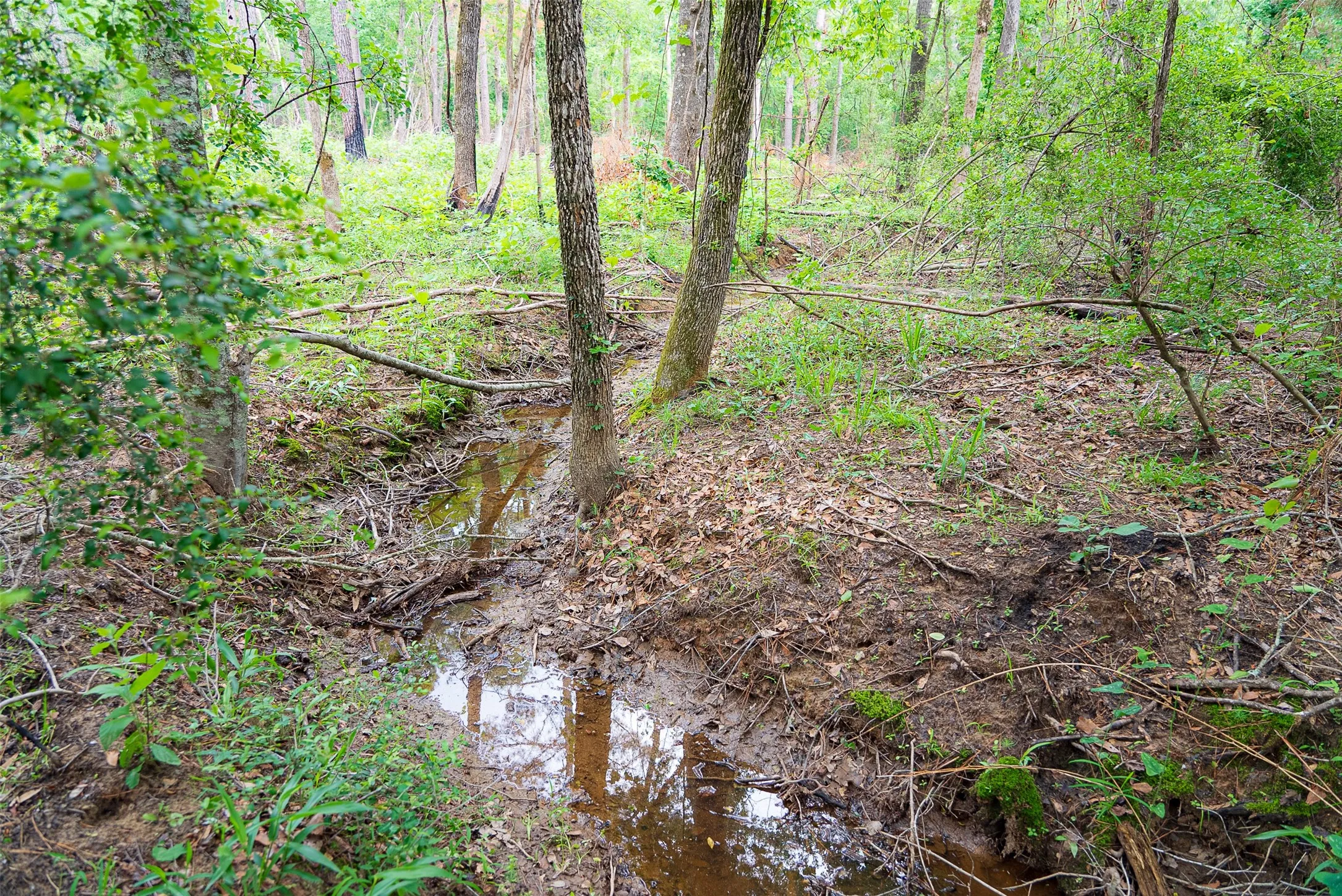 Ranch For Sale in Panola County , 2365 CR 152, Carthage, Texas 75633, 0, 0, Garage spaces, 0 Sqft, built in 2016, mls#21263841, Real Estate Agent in Carthage, Homes For Sale in Panola county, Homes For Sale in Carthage, Realtor in Carthage Texas, Real Estate Brokerage Independent Realty Texas, Luminita Cordes Realtor