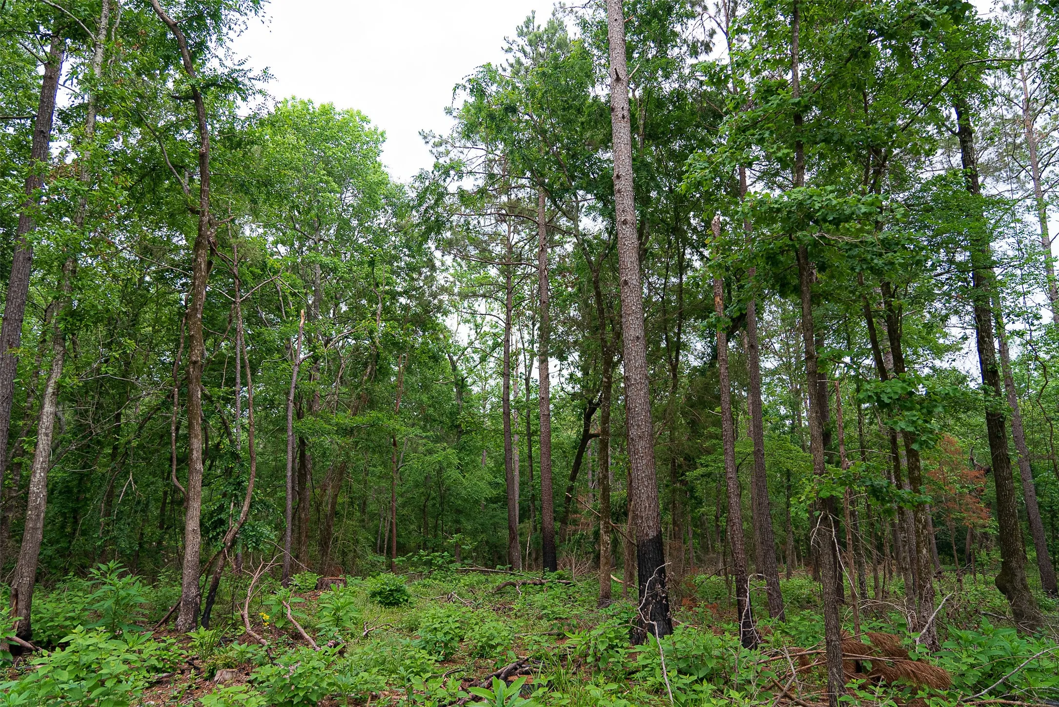 Ranch For Sale in Panola County , 2365 CR 152, Carthage, Texas 75633, 0, 0, Garage spaces, 0 Sqft, built in 2016, mls#21263841, Real Estate Agent in Carthage, Homes For Sale in Panola county, Homes For Sale in Carthage, Realtor in Carthage Texas, Real Estate Brokerage Independent Realty Texas, Luminita Cordes Realtor