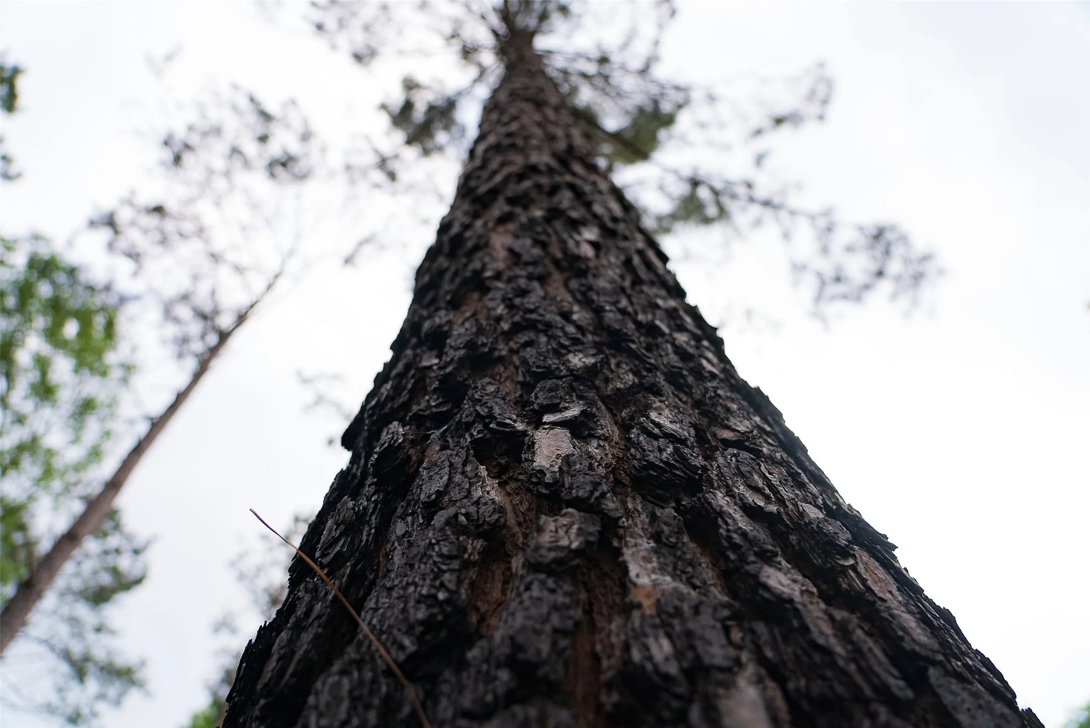 Ranch For Sale in Panola County , 2365 CR 152, Carthage, Texas 75633, 0, 0, Garage spaces, 0 Sqft, built in 2016, mls#21263841, Real Estate Agent in Carthage, Homes For Sale in Panola county, Homes For Sale in Carthage, Realtor in Carthage Texas, Real Estate Brokerage Independent Realty Texas, Luminita Cordes Realtor