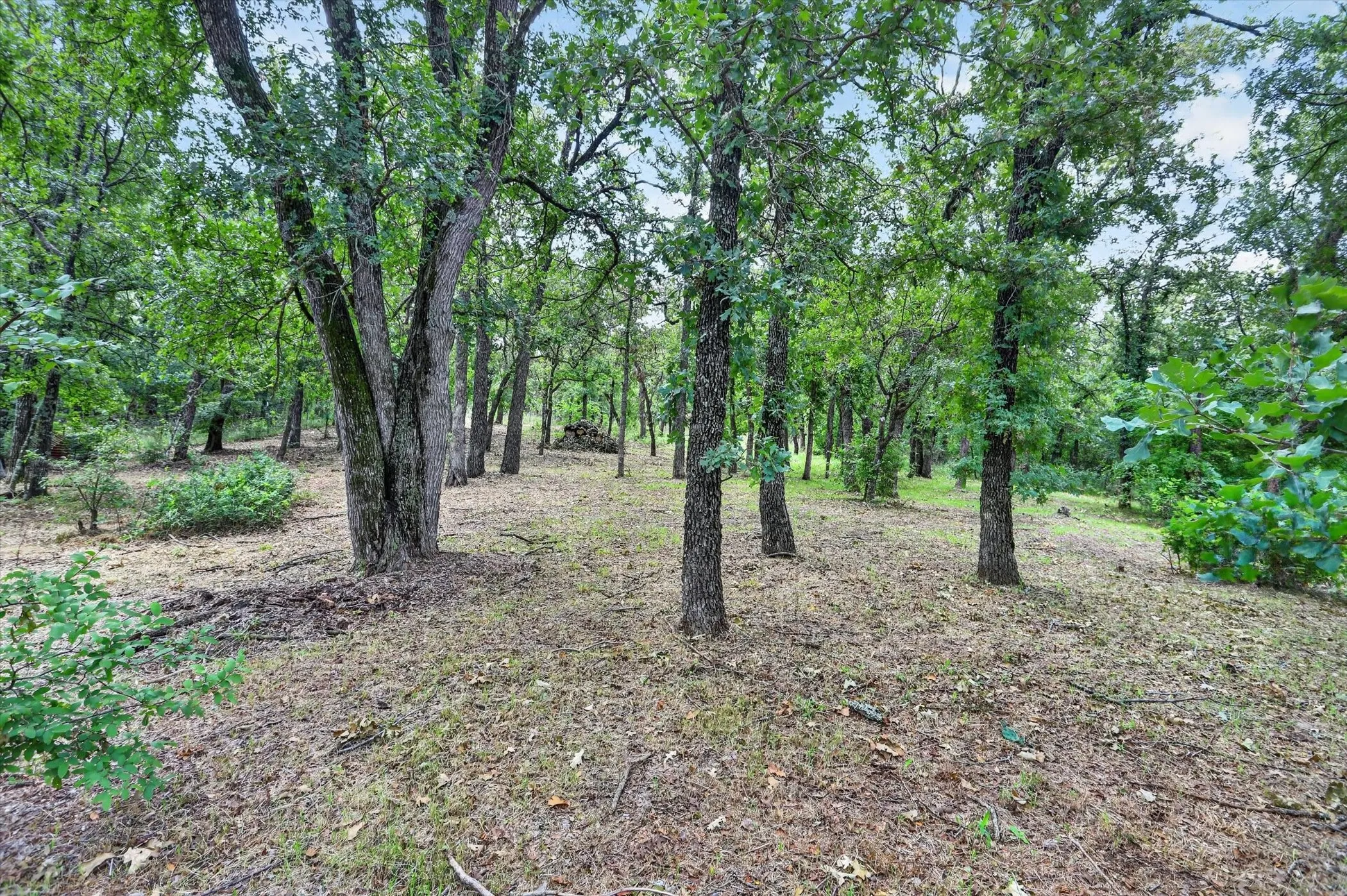 Wooded lot featuring mature trees and natural ground cover