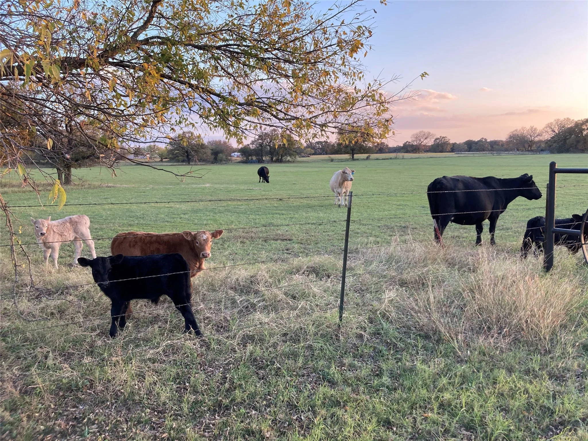 Unimproved Land For Sale in Hill County , PR 114 PR 114, Covington, Texas 76636, 0, 0, Garage spaces, 0 Sqft, built in 0, mls#21264082, Real Estate Agent in Covington, Homes For Sale in Hill county, Homes For Sale in Covington, Realtor in Covington Texas, Real Estate Brokerage Independent Realty Texas, Luminita Cordes Realtor