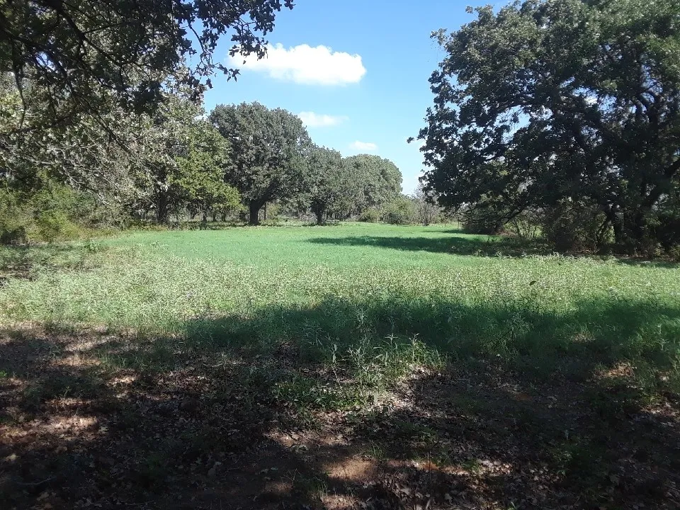 Unimproved Land For Sale in Hill County , PR 114 PR 114, Covington, Texas 76636, 0, 0, Garage spaces, 0 Sqft, built in 0, mls#21264082, Real Estate Agent in Covington, Homes For Sale in Hill county, Homes For Sale in Covington, Realtor in Covington Texas, Real Estate Brokerage Independent Realty Texas, Luminita Cordes Realtor
